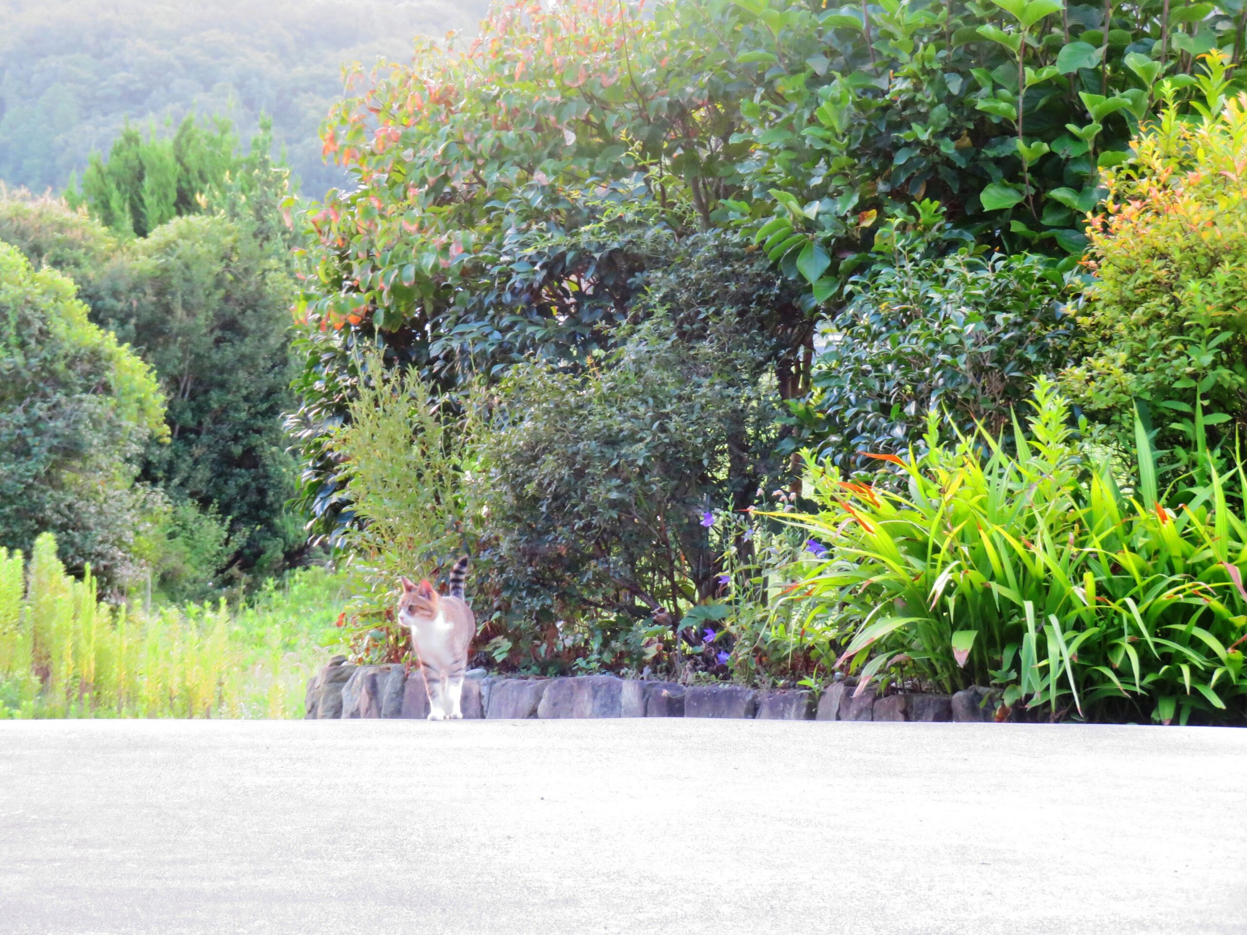 ねこ、風太　巡回