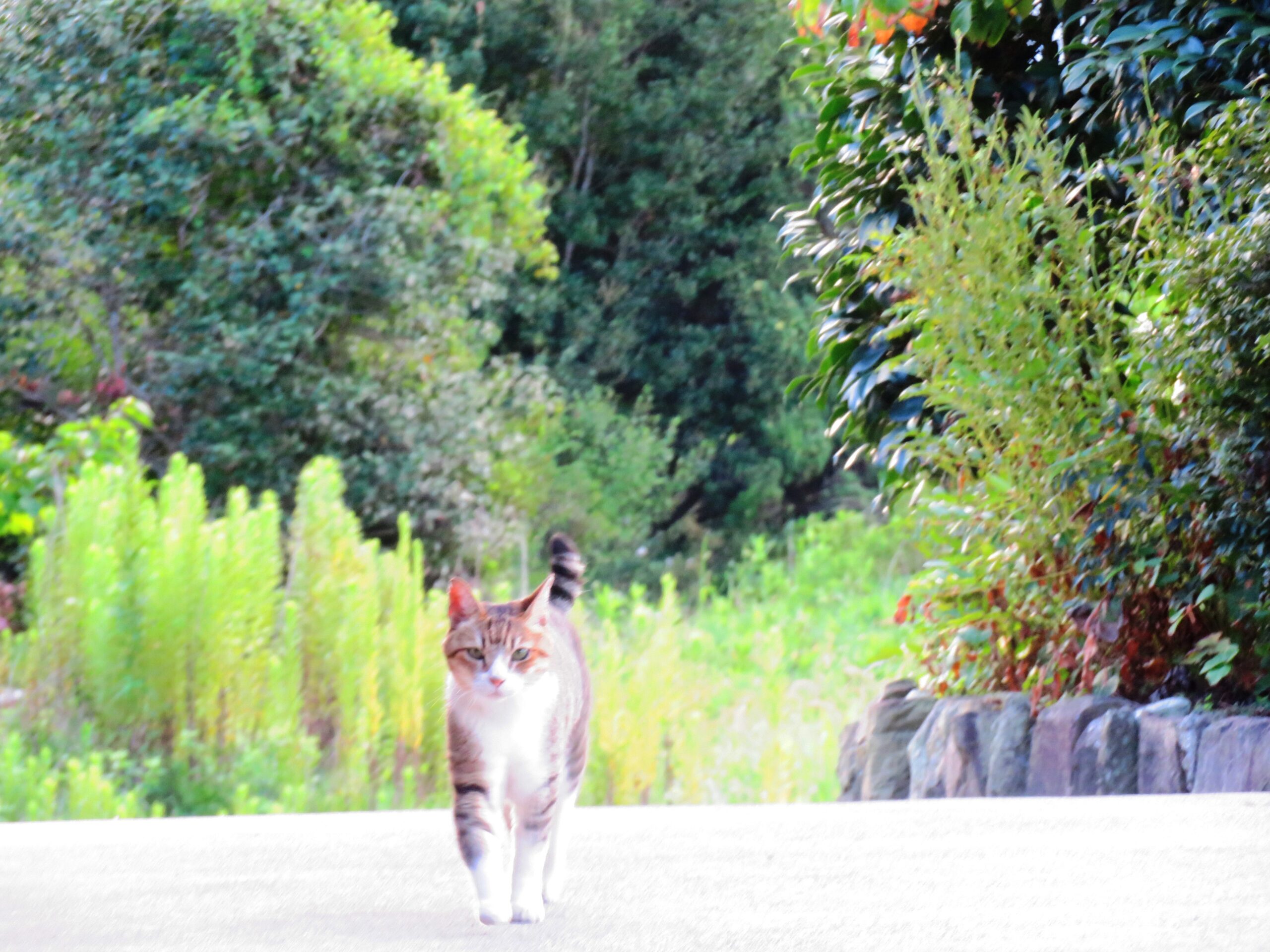 ねこ、風太　巡回