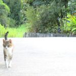 ねこ、風太　巡回