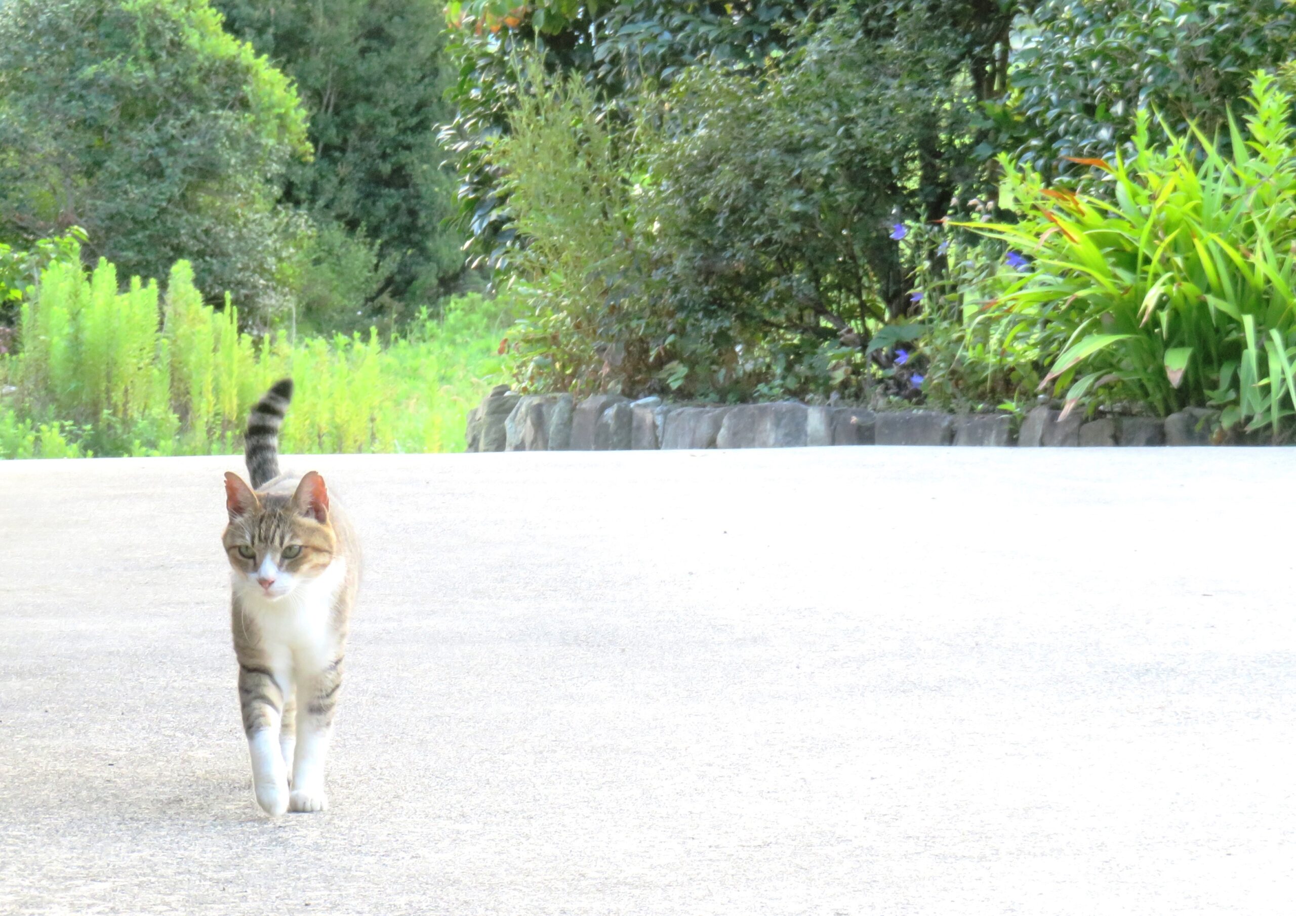 ねこ、風太　巡回