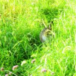 ねこ、風太　巡回