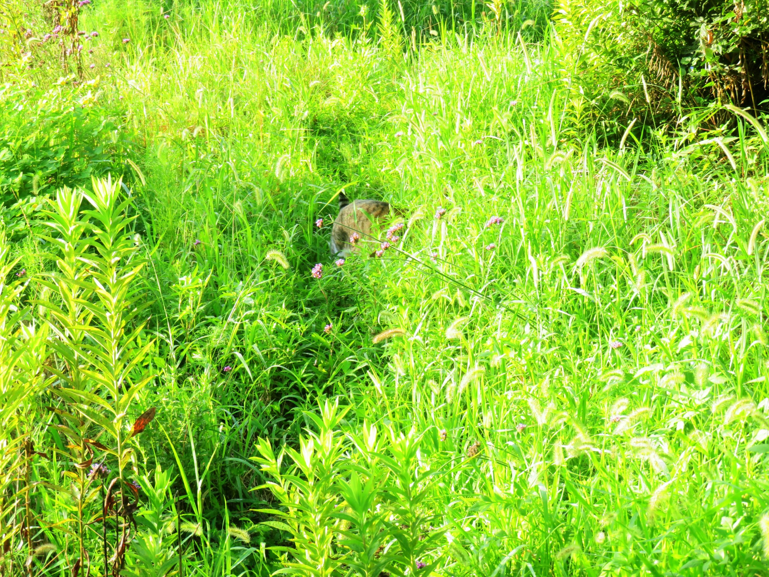 ねこ、風太　巡回