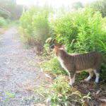 ねこ、風太　巡回