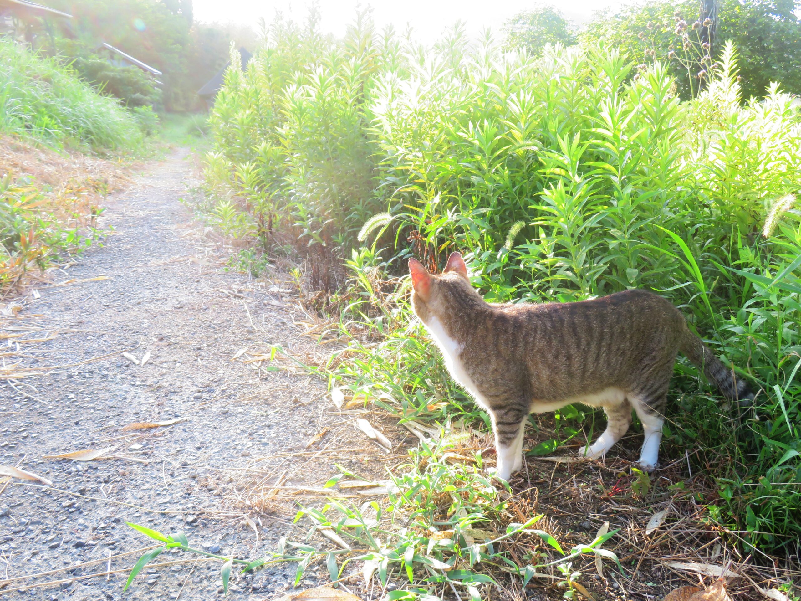 ねこ、風太　巡回