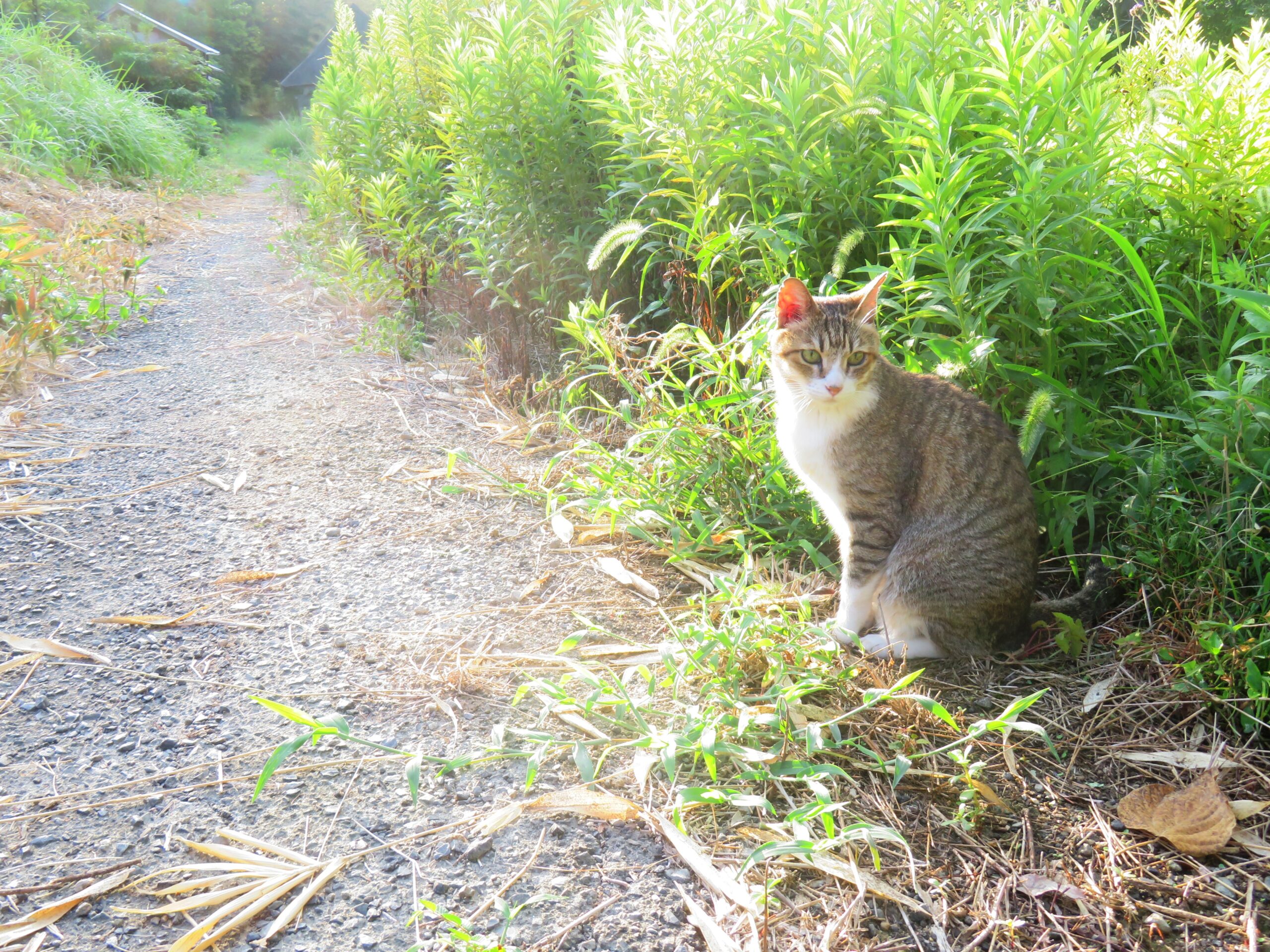 ねこ、風太　巡回