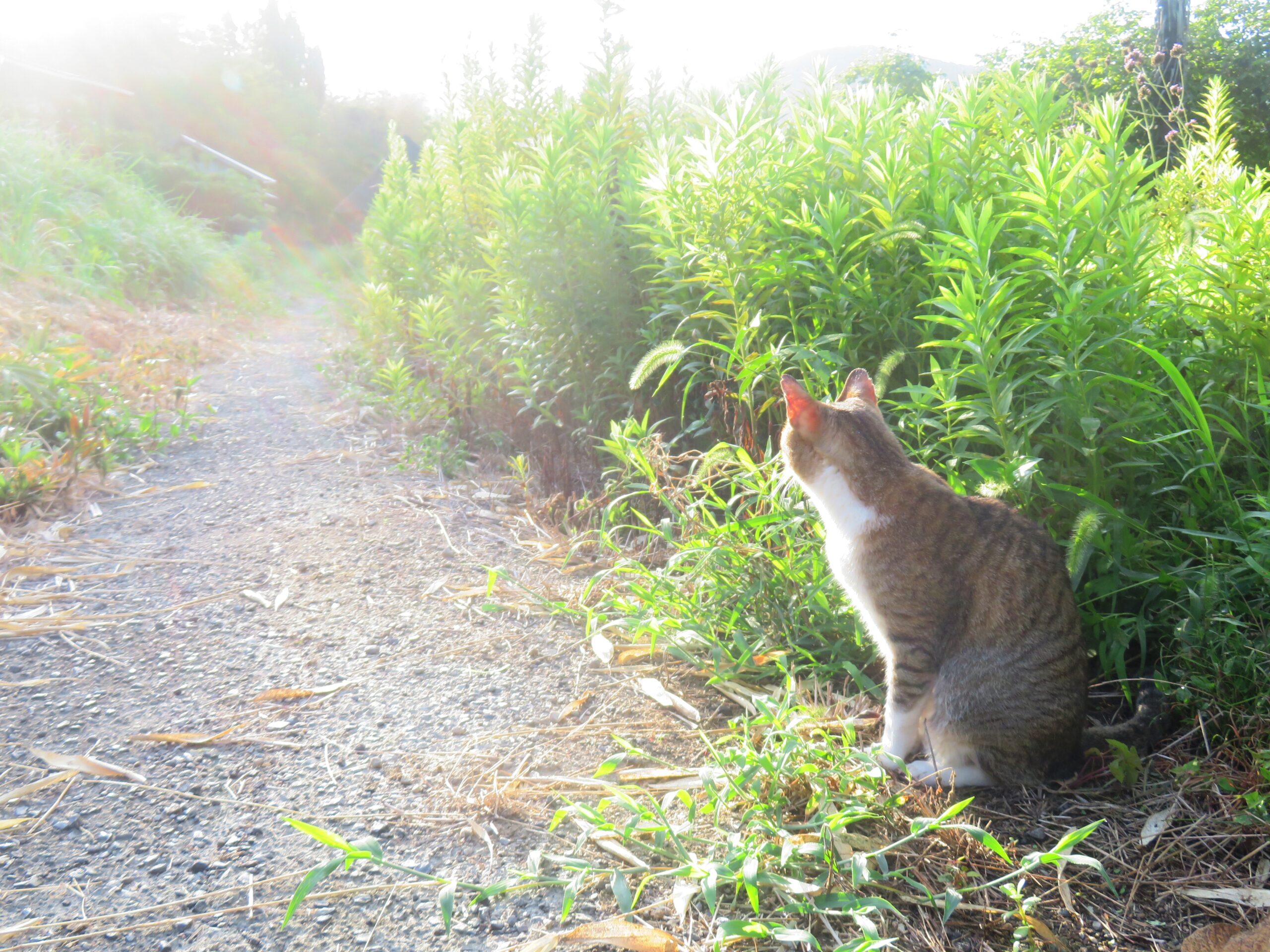 ねこ、風太　巡回