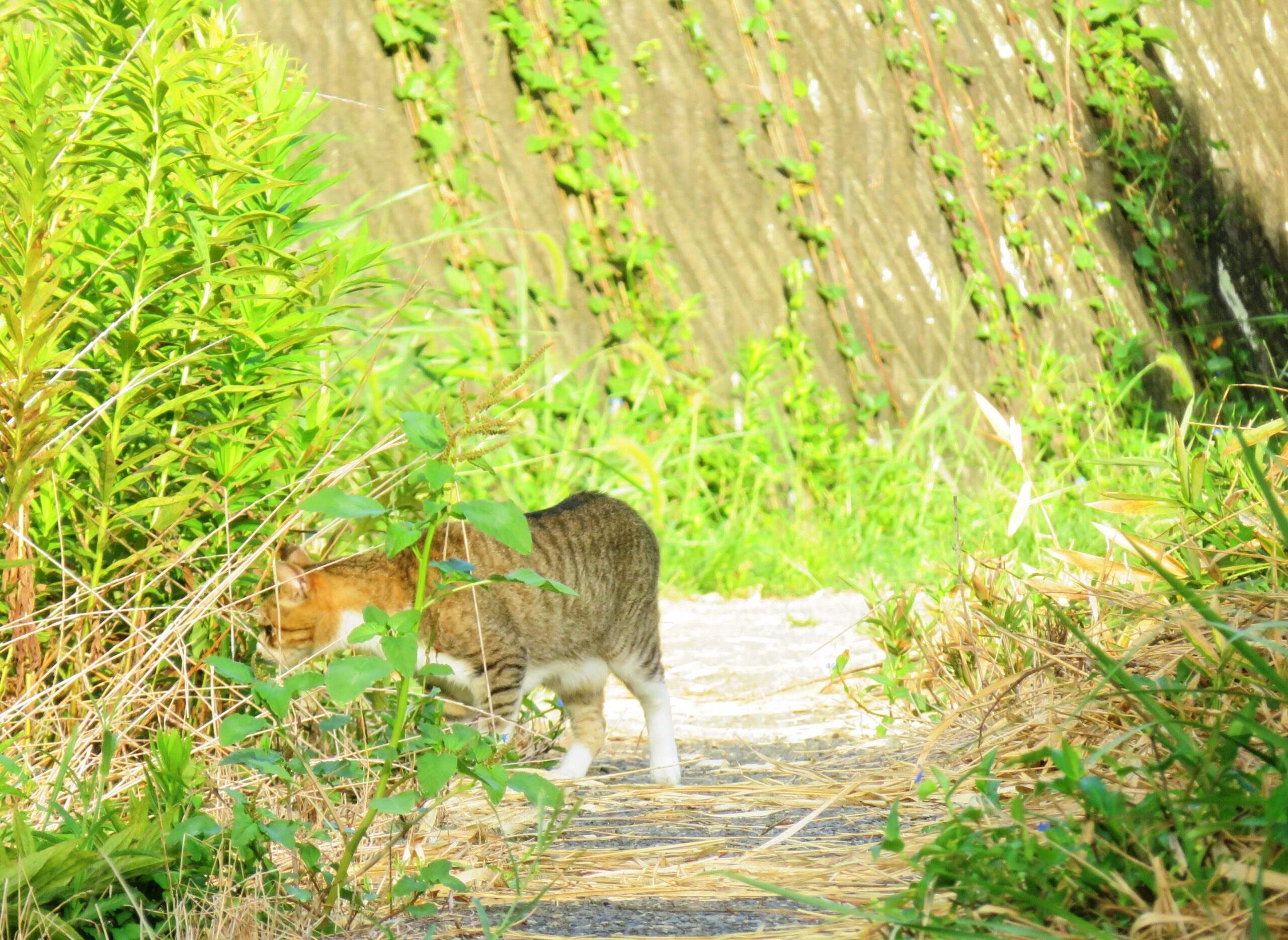 ねこ、風太　巡回