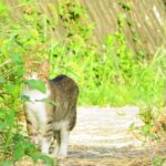 ねこ、風太　巡回