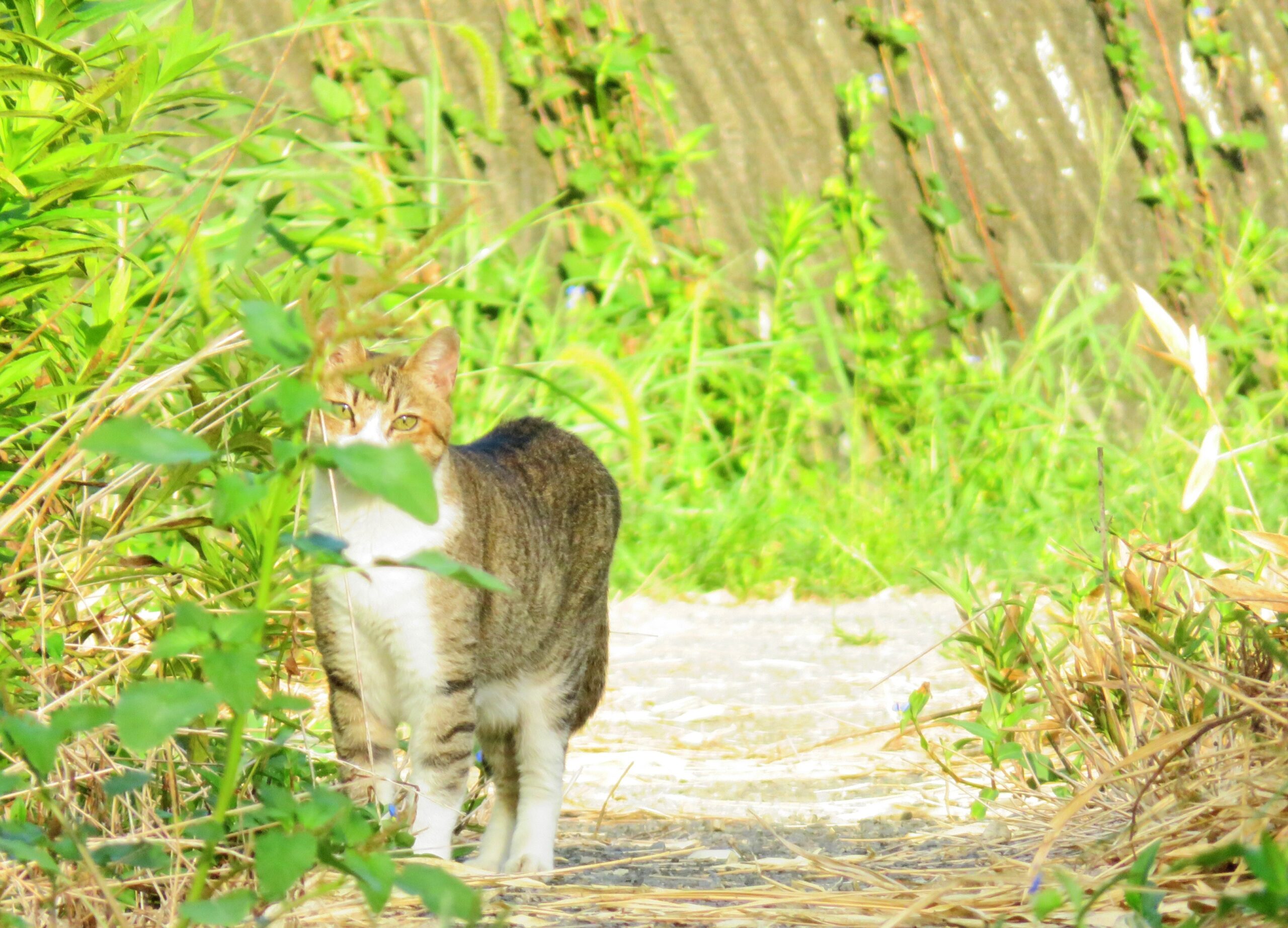 ねこ、風太　巡回