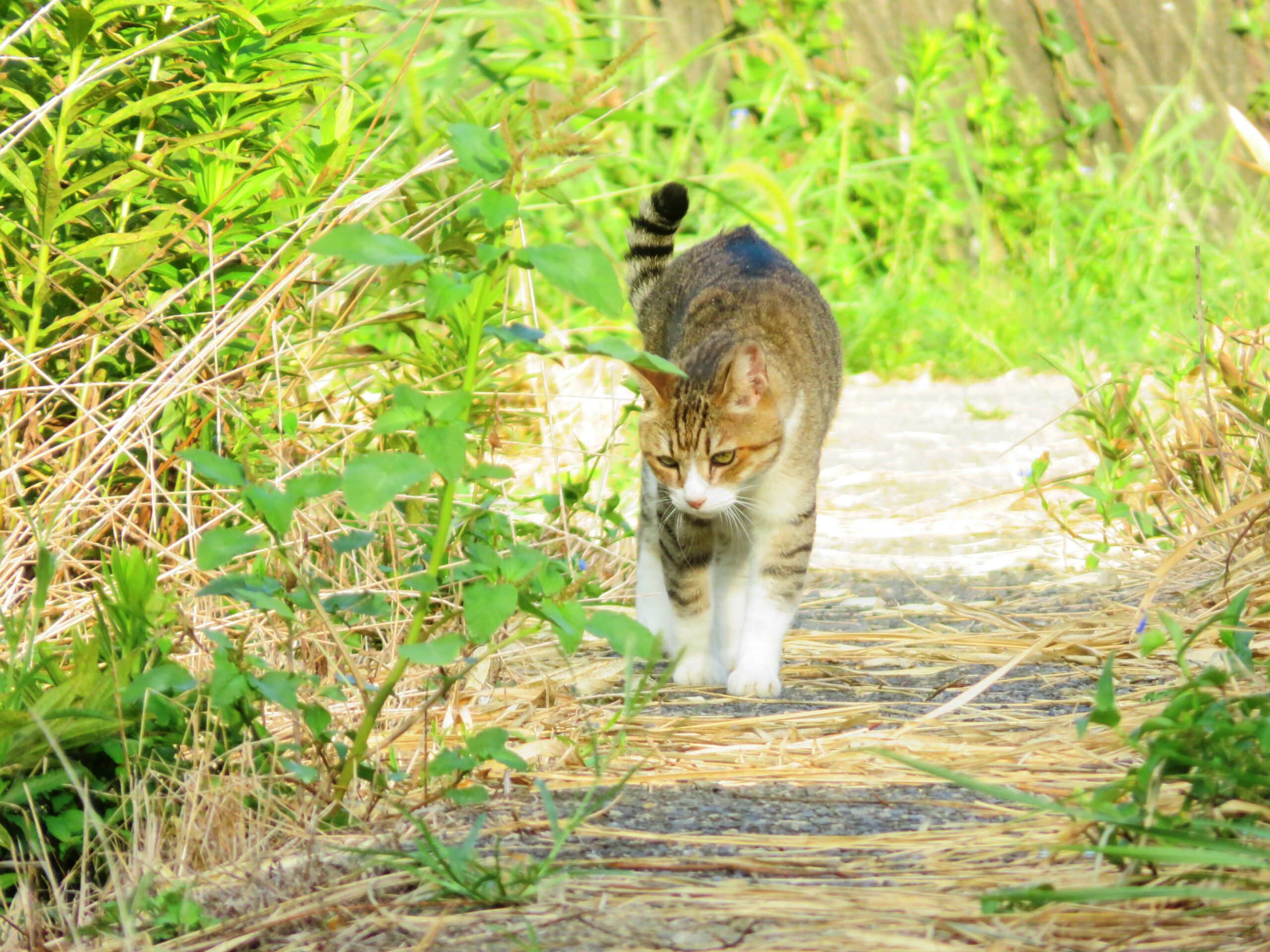 ねこ、風太　巡回