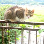 ねこ、風太　巡回