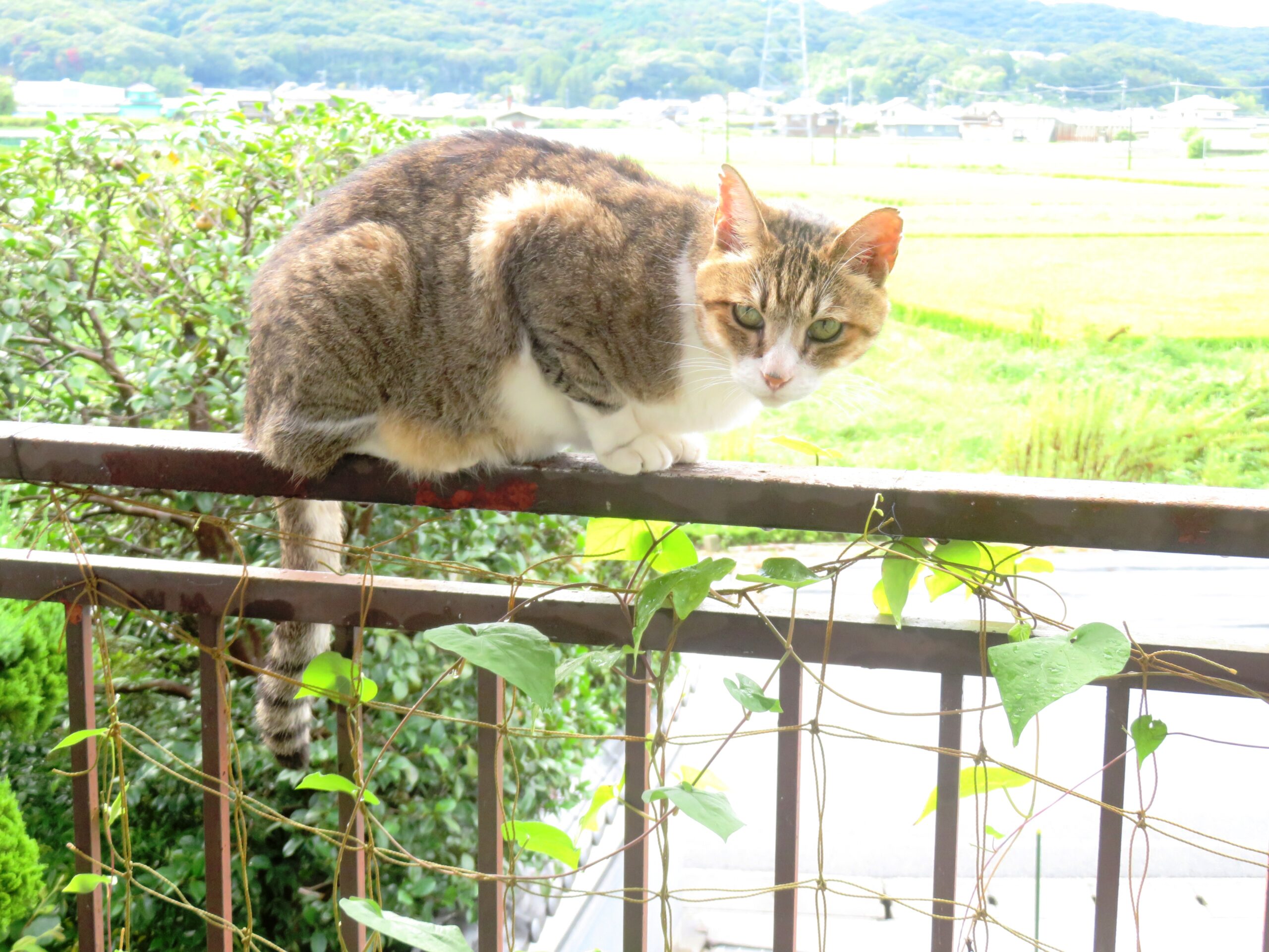 ねこ、風太　巡回