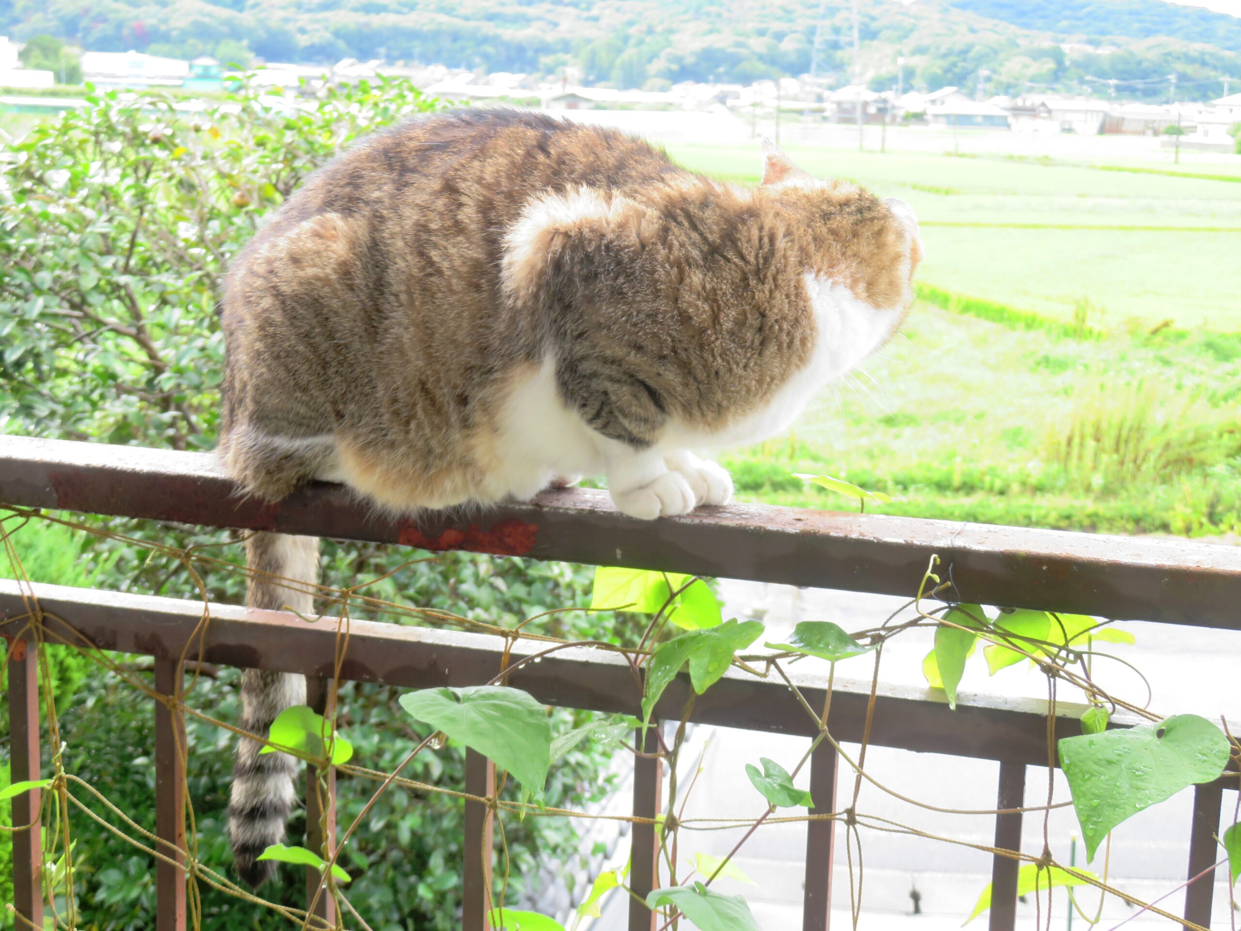 ねこ、風太　巡回