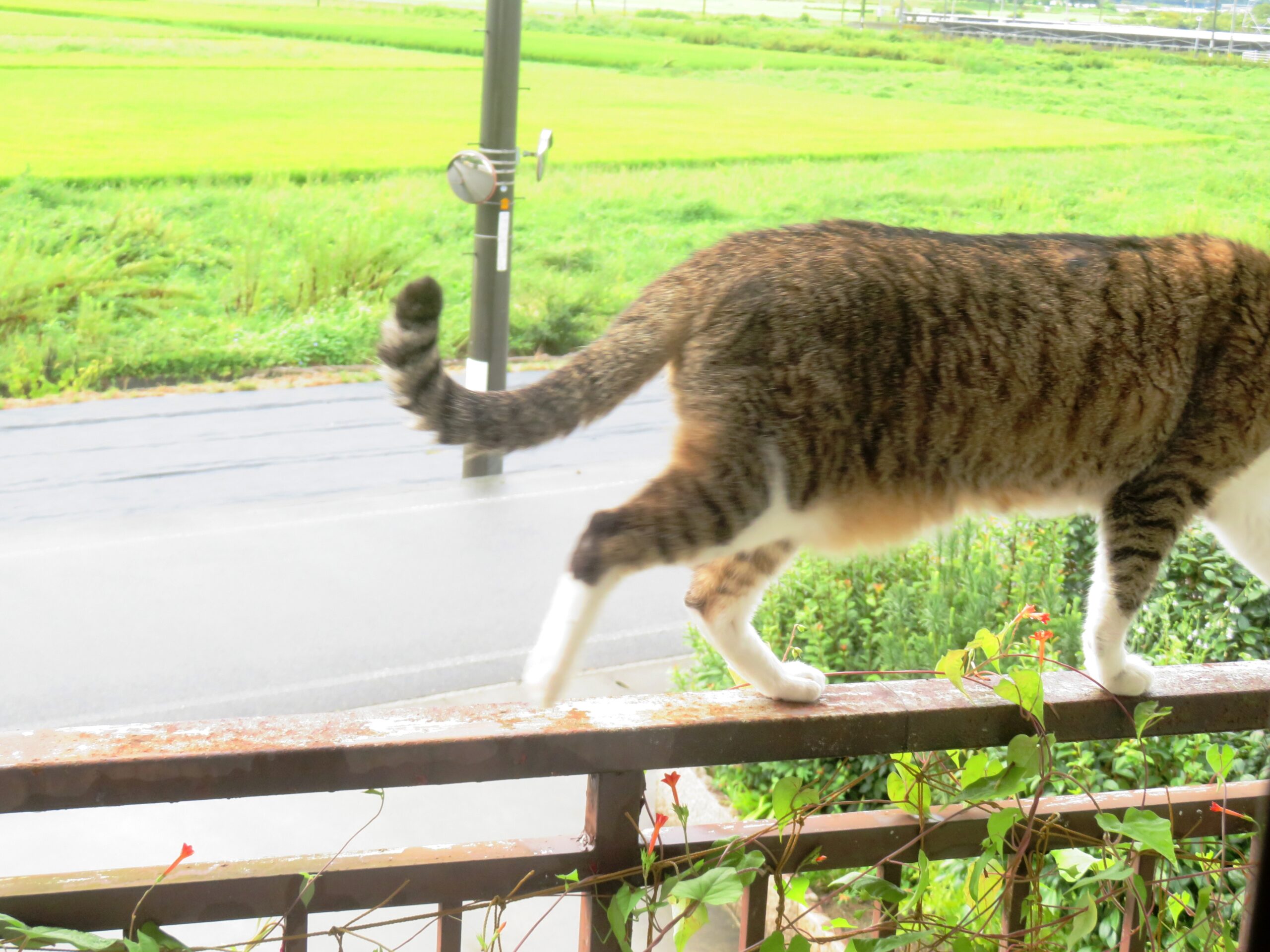 ねこ、風太　巡回