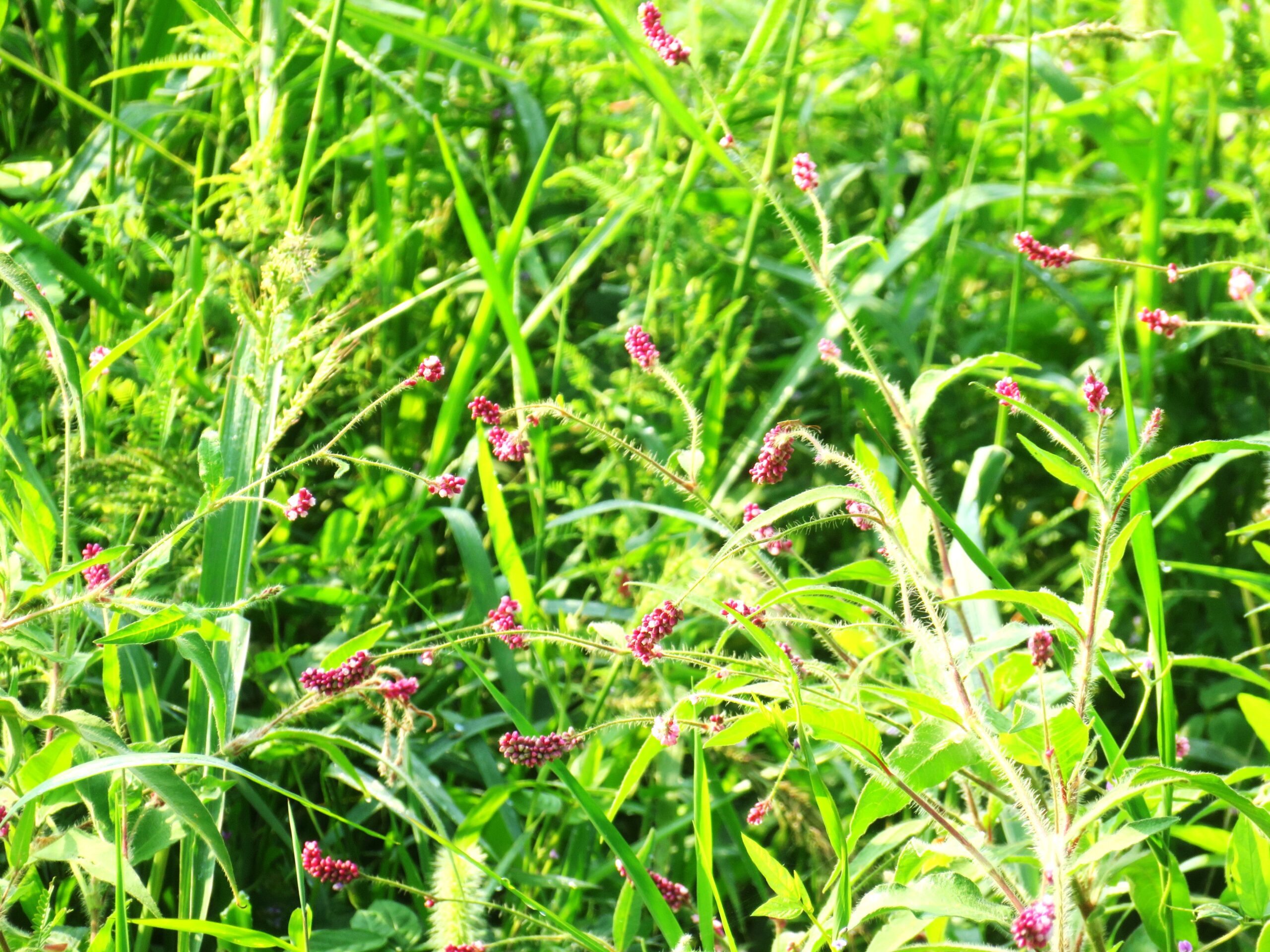 仲秋　家の前の休耕田　蓼の花