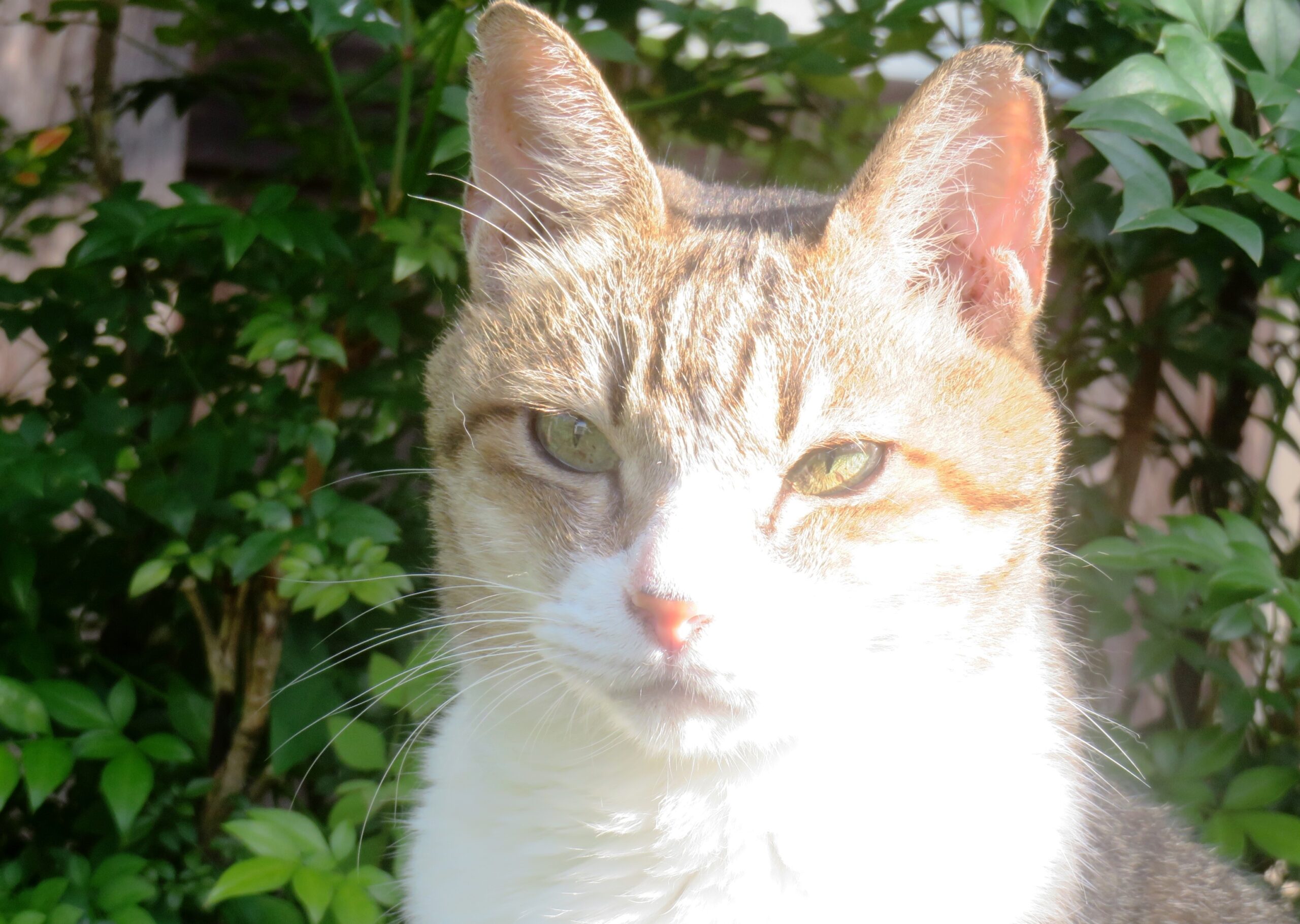 ねこ、風太　巡回