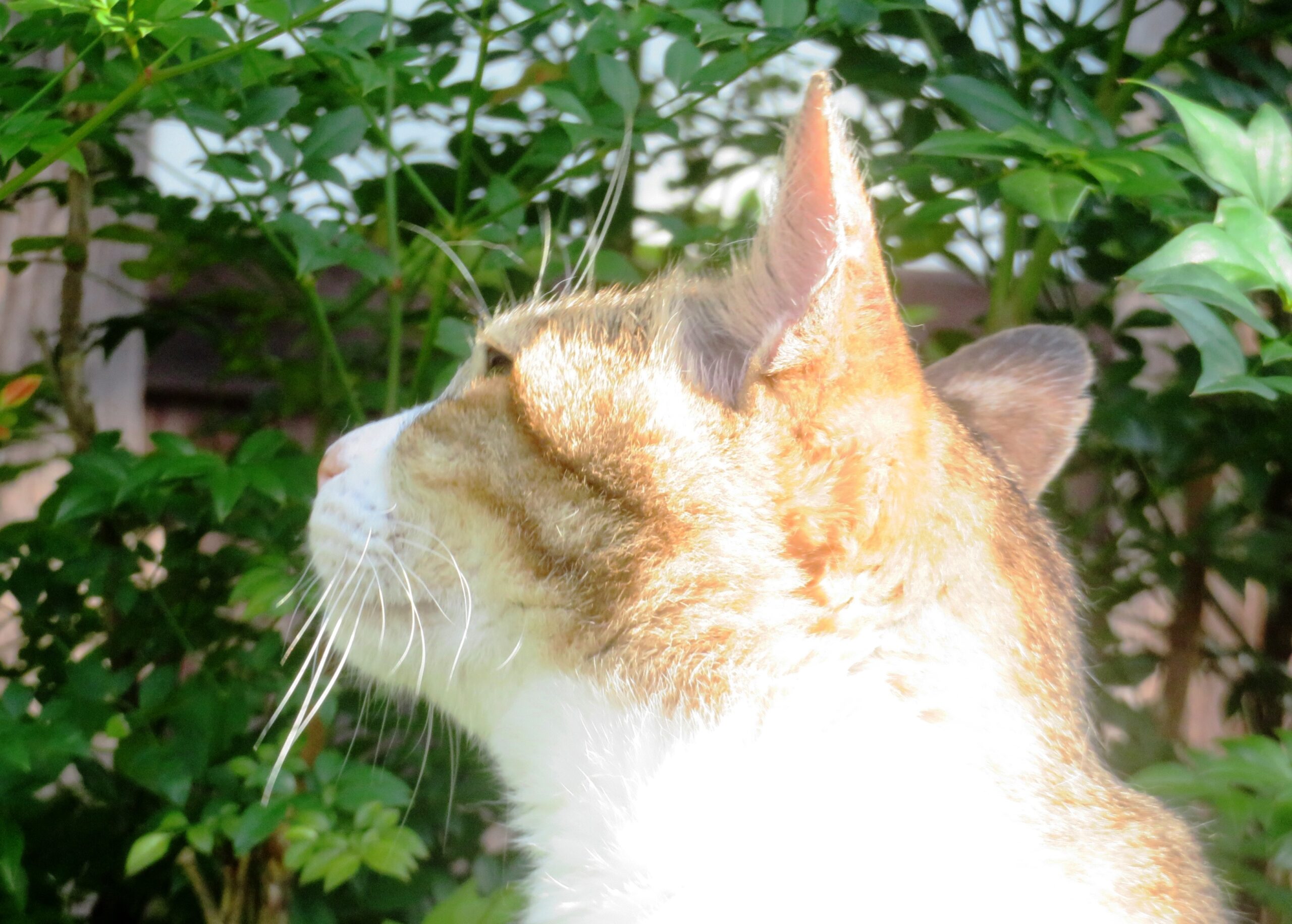 ねこ、風太　巡回