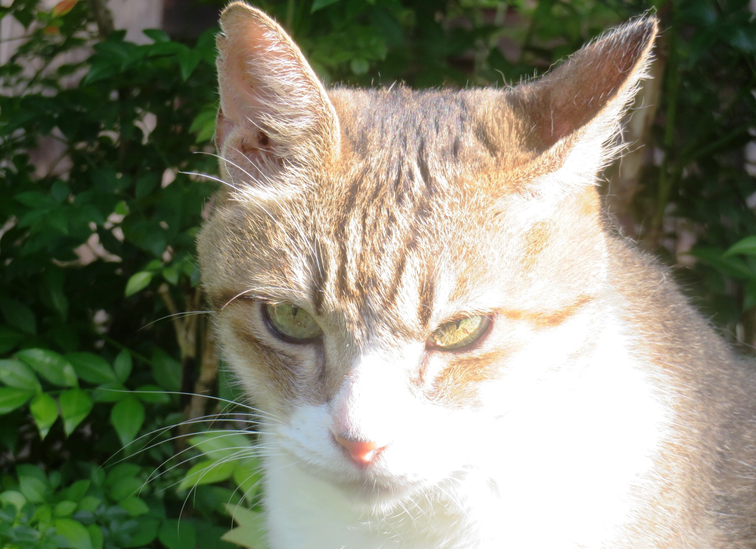 ねこ、風太　巡回