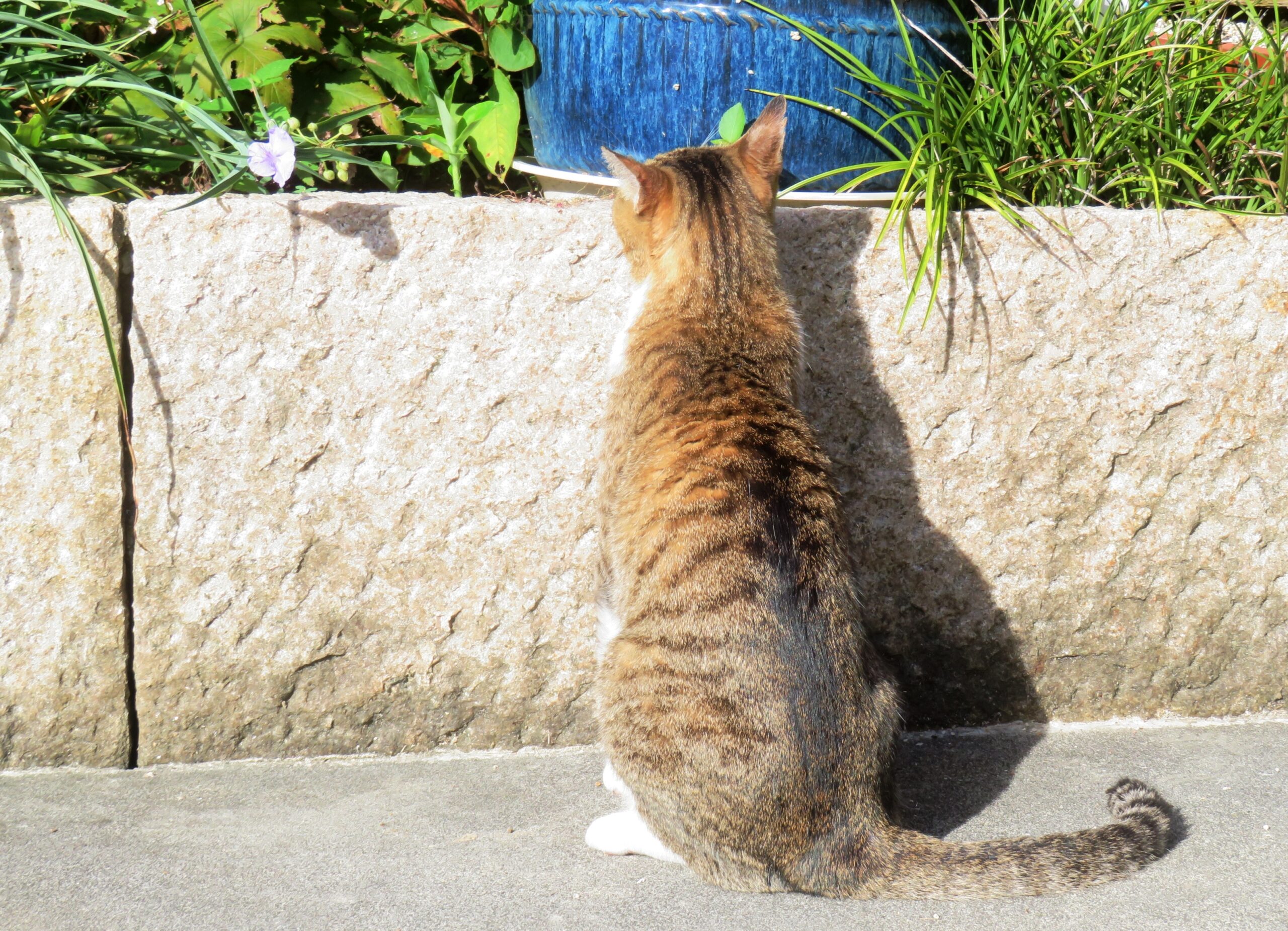 ねこ、風太　巡回