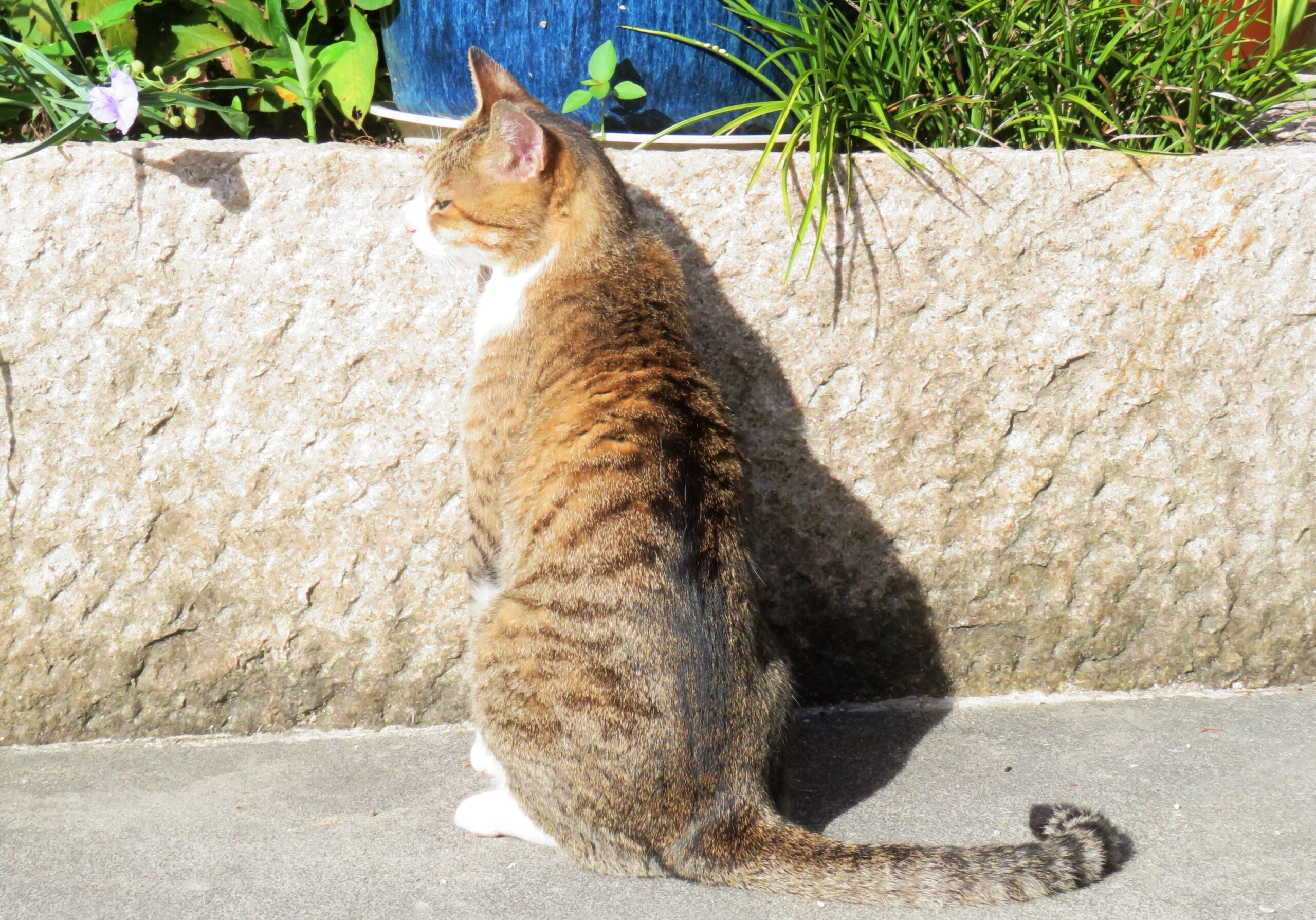 ねこ、風太　巡回