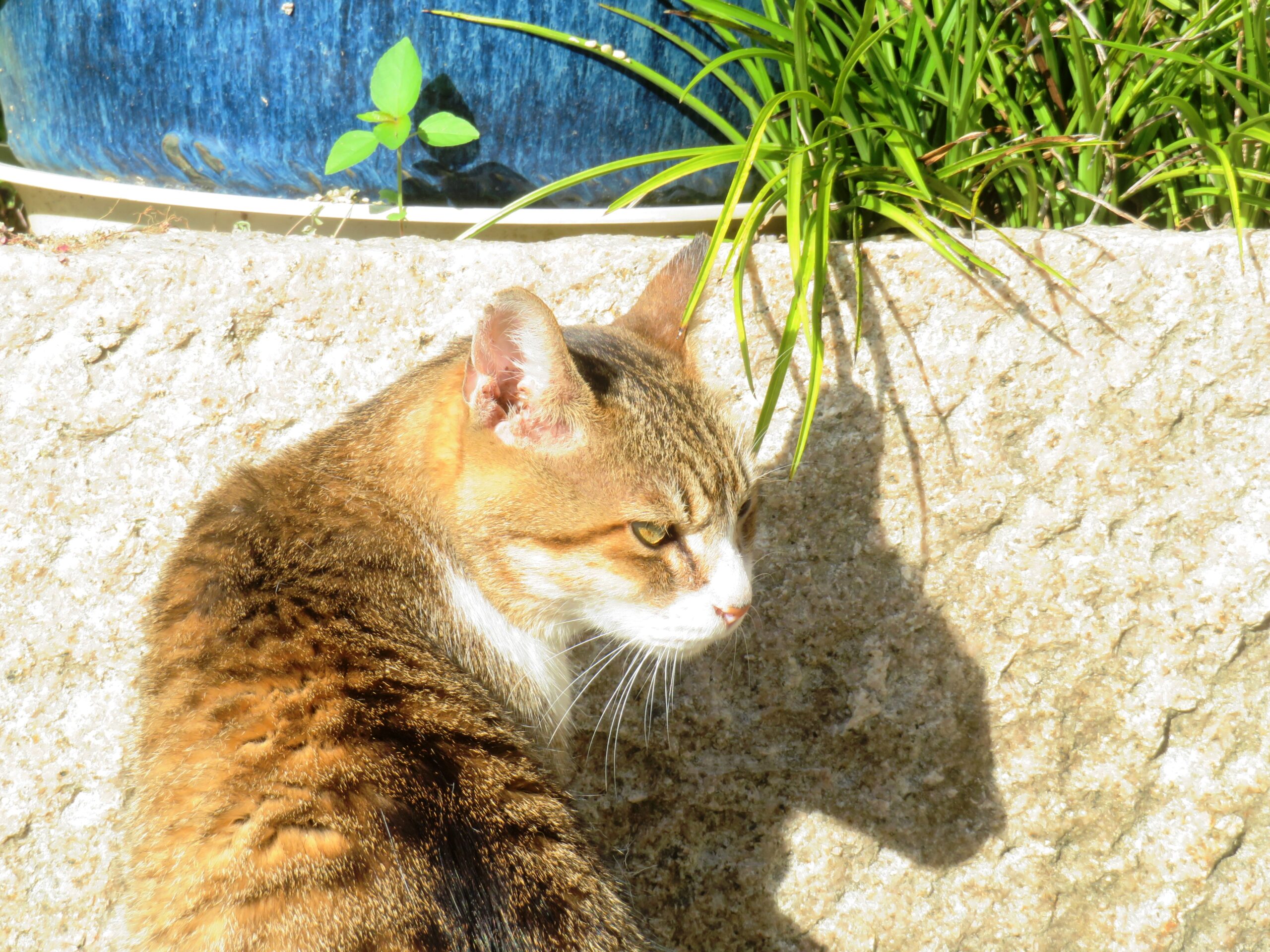 ねこ、風太　巡回