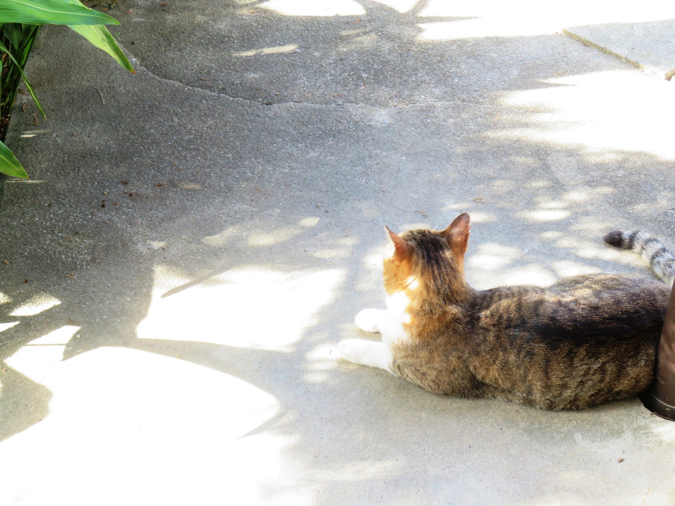 ねこ、風太　ゴロゴロ