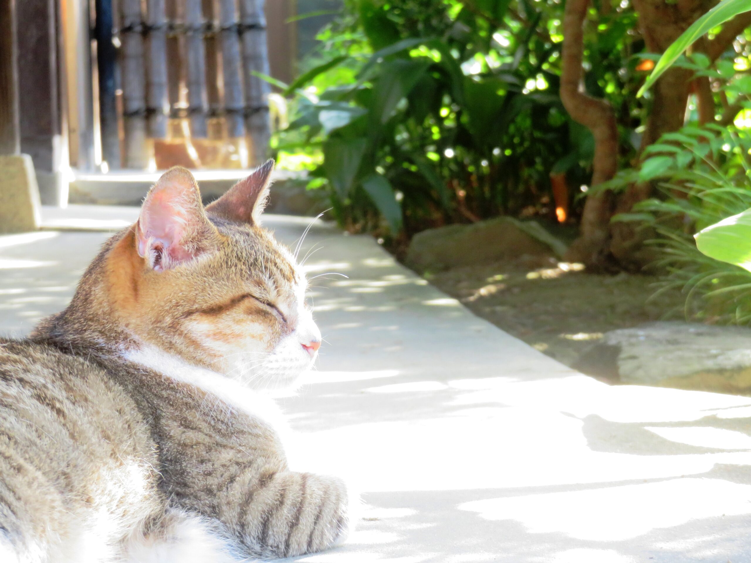 ねこ、風太　ゴロゴロ