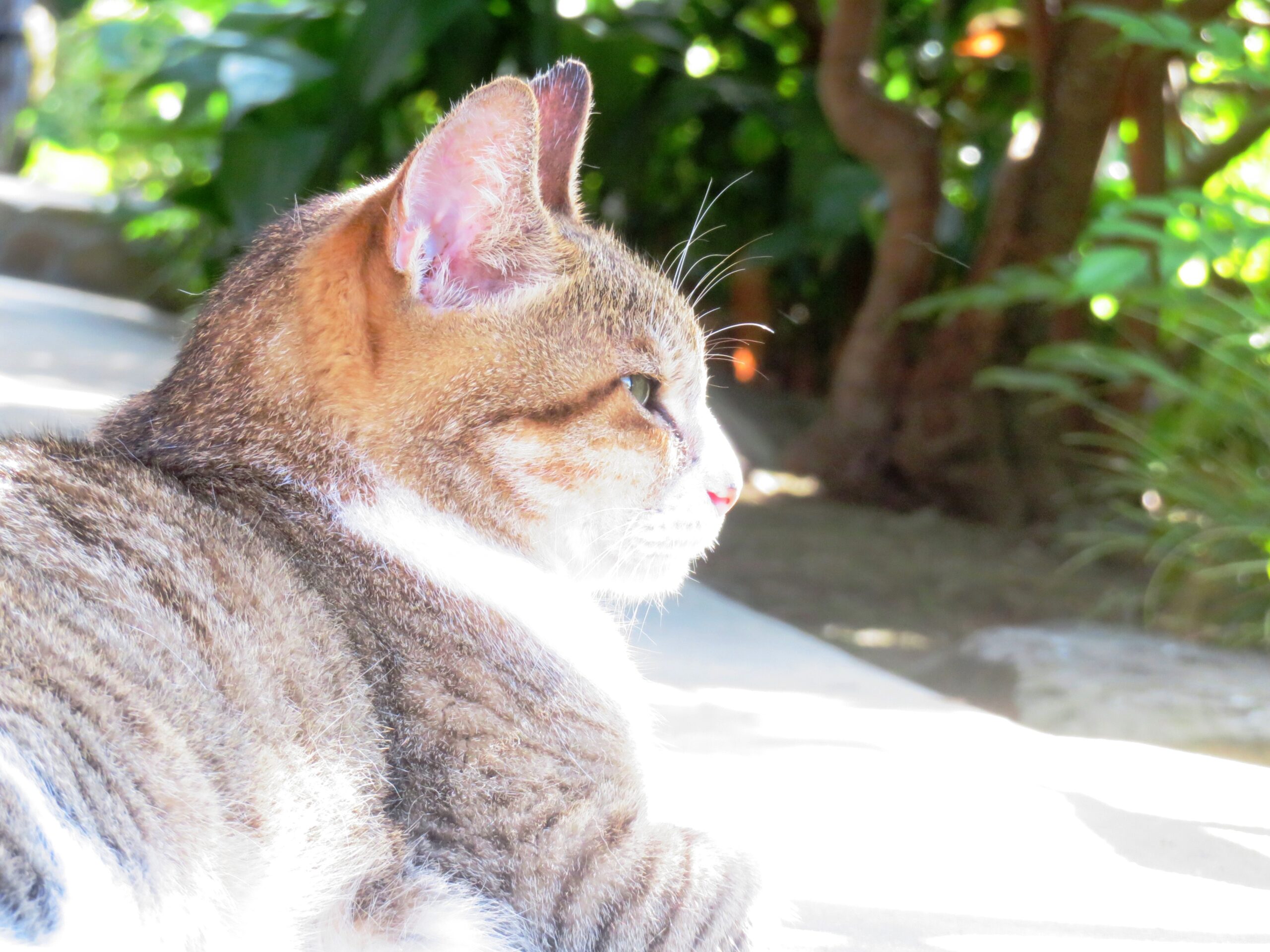 ねこ、風太　ゴロゴロ