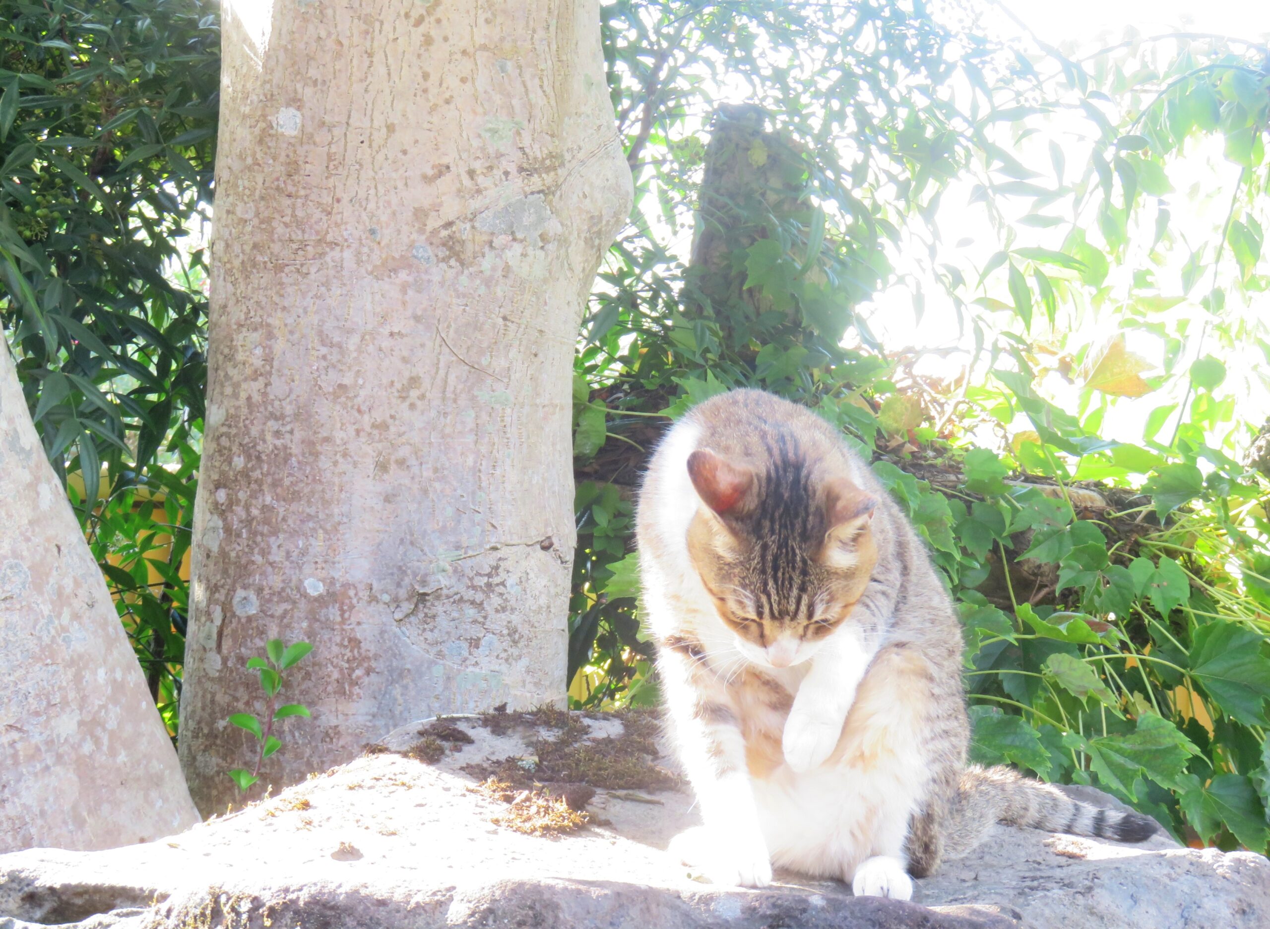 ねこ、風太　巡回