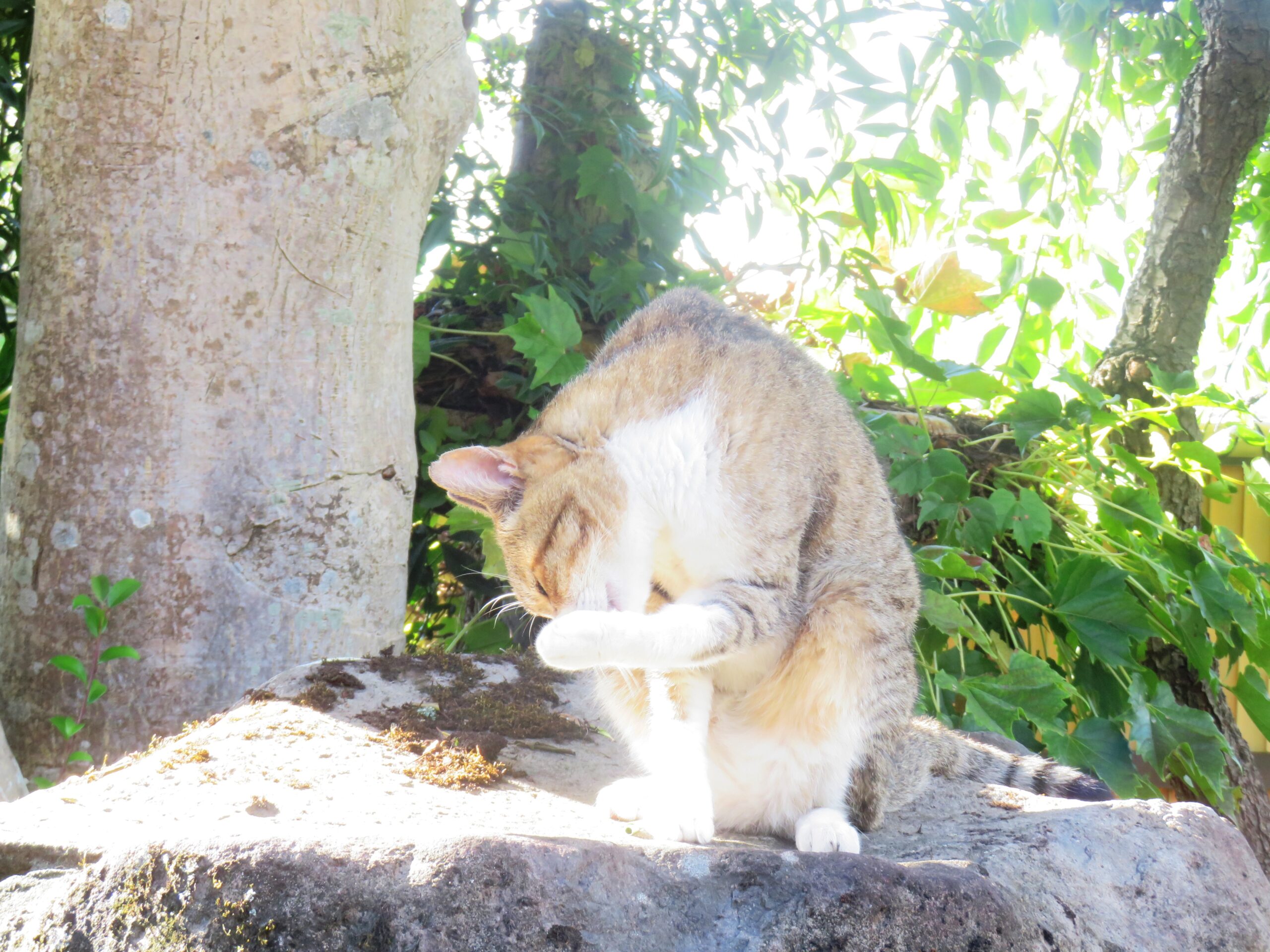 ねこ、風太　巡回