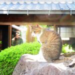 ねこ、風太　巡回