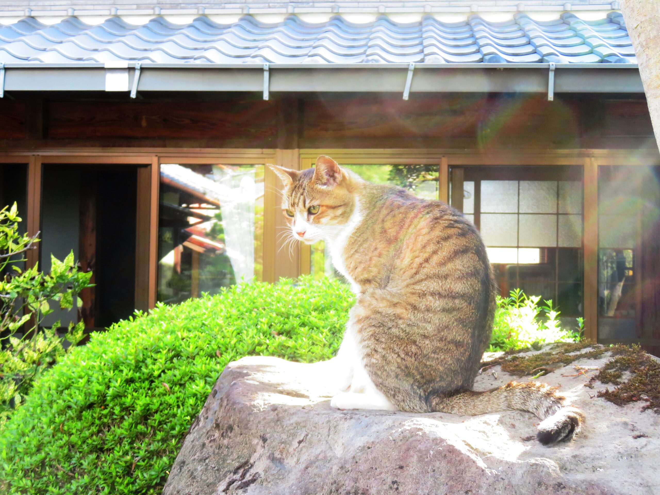 ねこ、風太　巡回