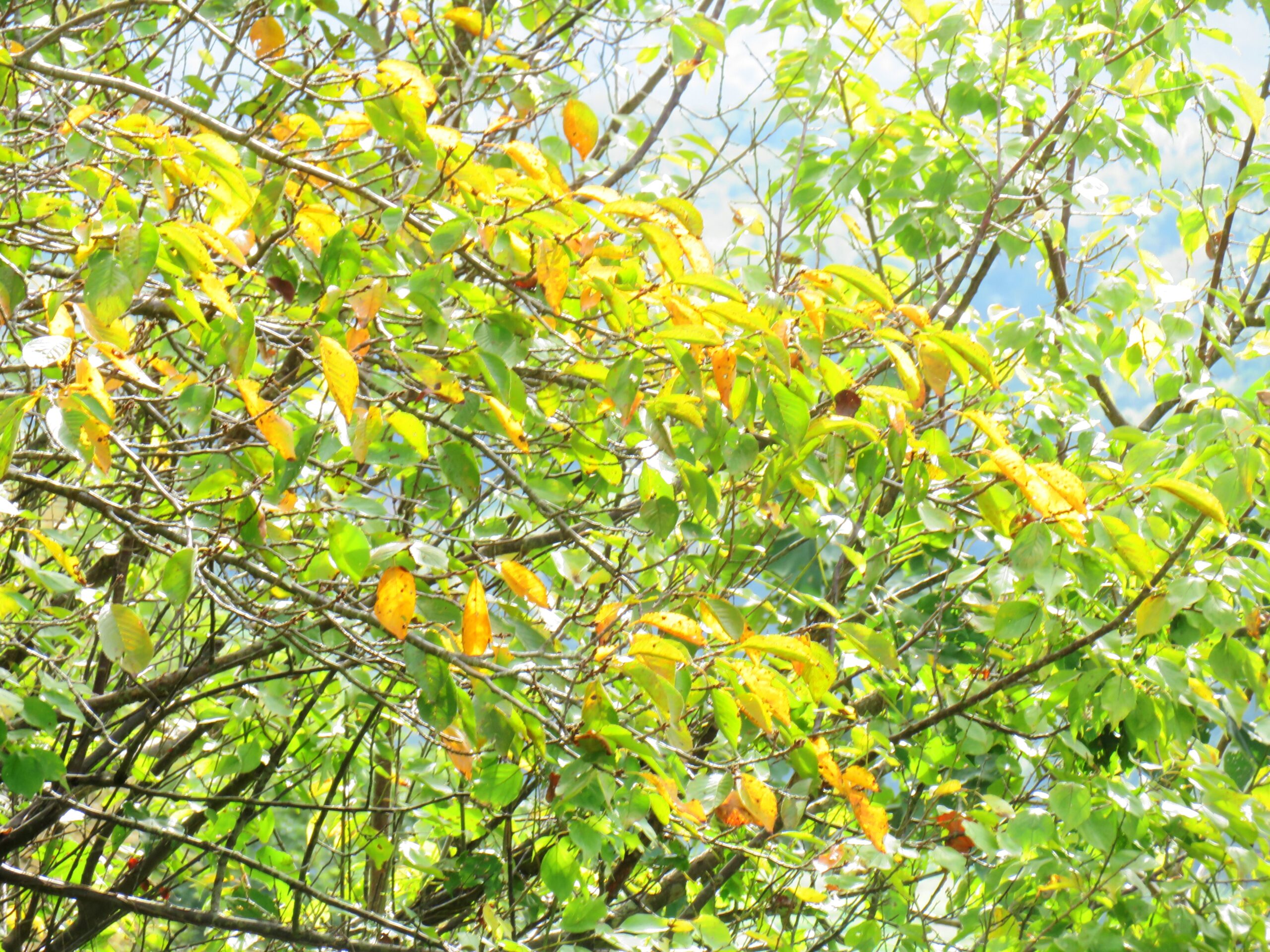 桜の黄葉