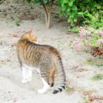 ねこ、風太　巡回