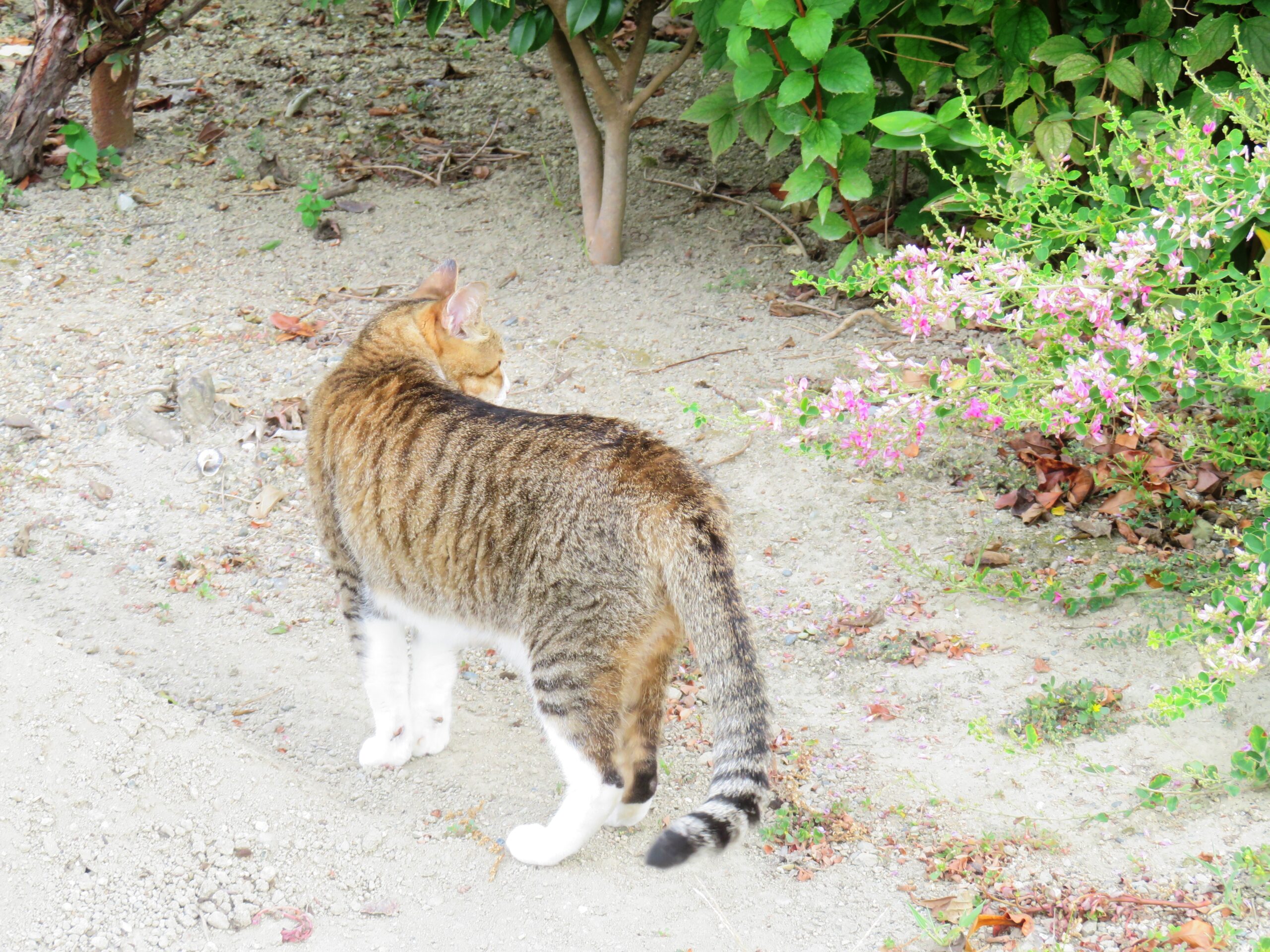 ねこ、風太　巡回