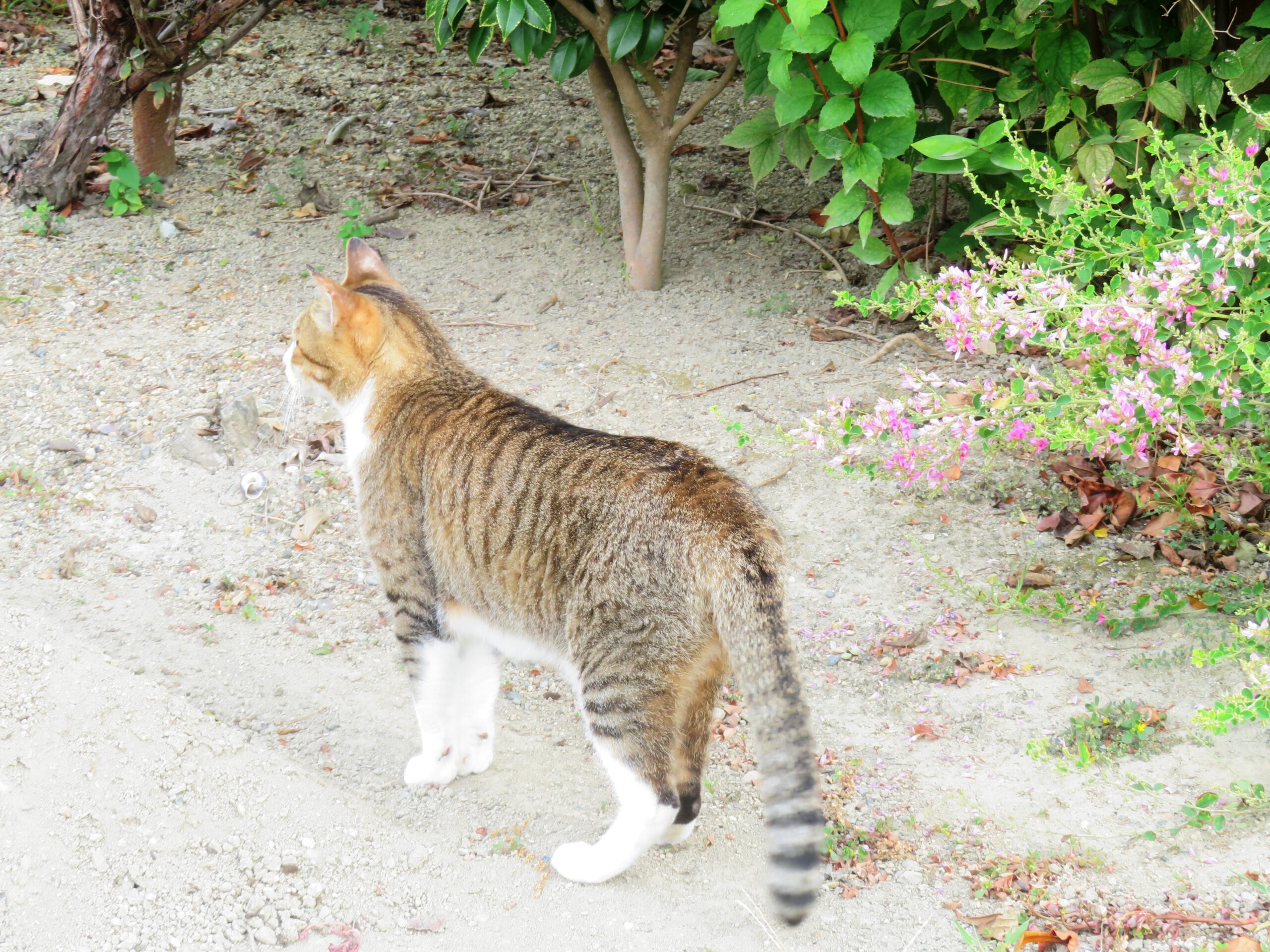 ねこ、風太　巡回