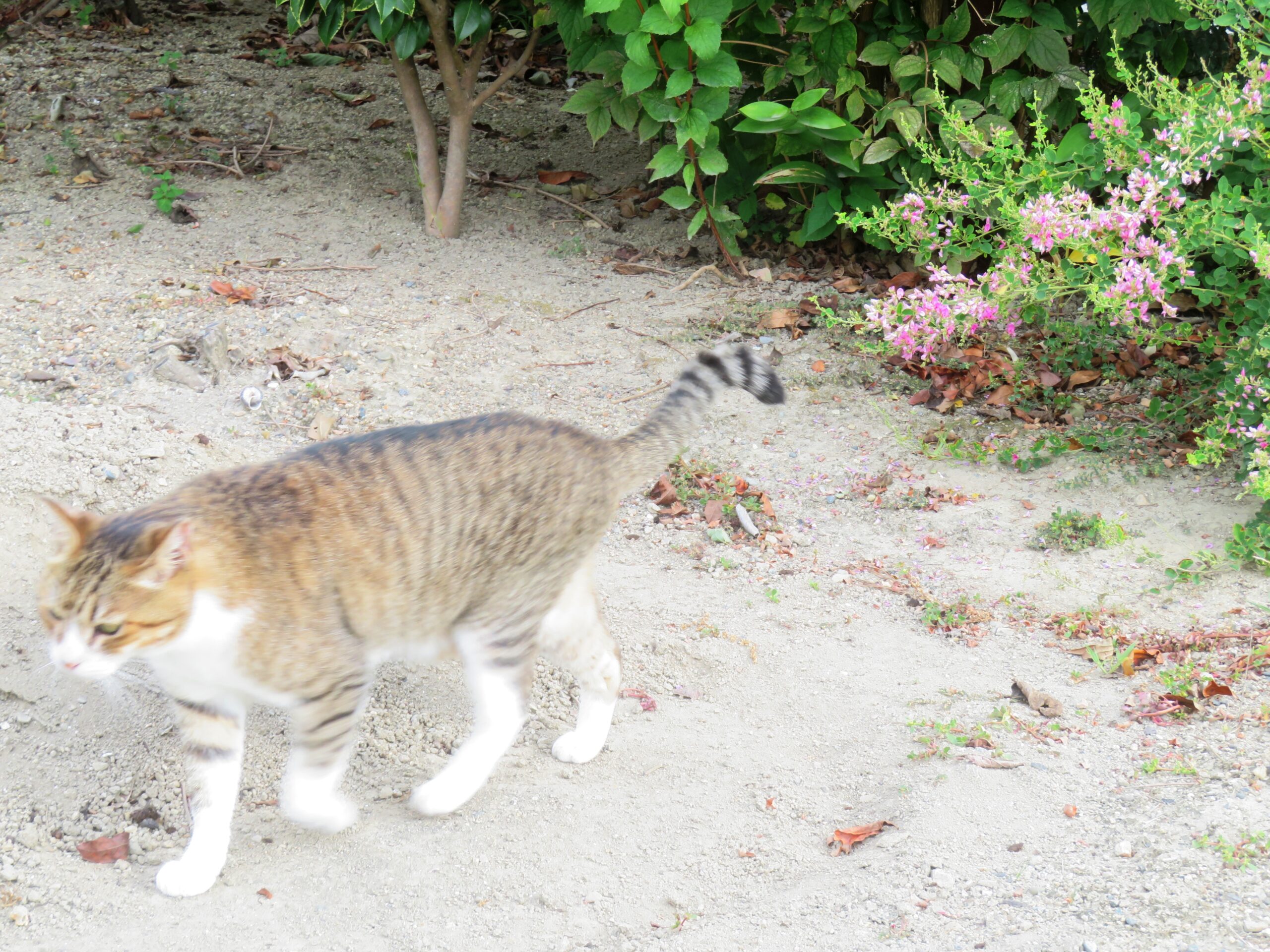 ねこ、風太　巡回