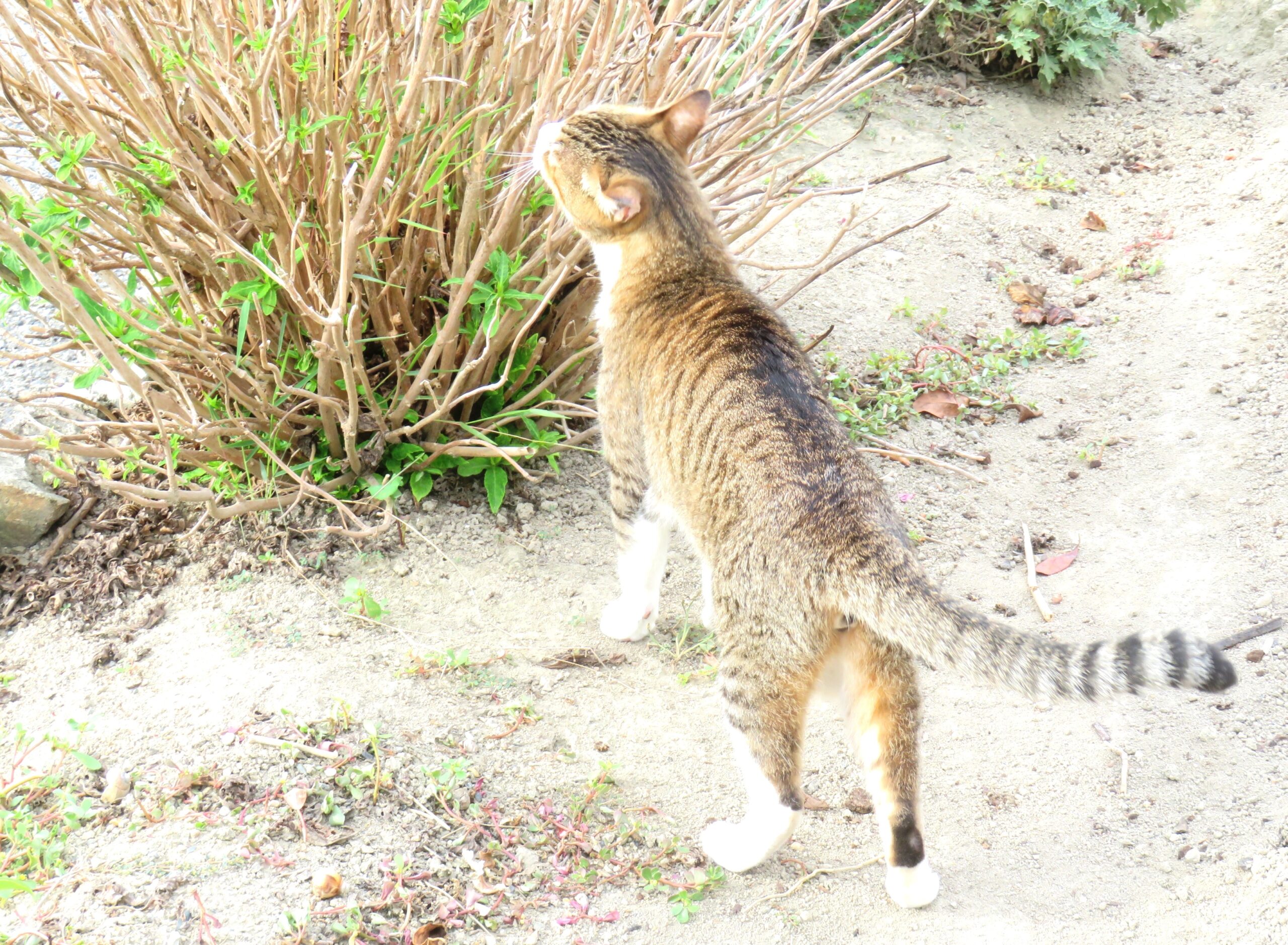 ねこ、風太　巡回