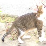 ねこ、風太　巡回