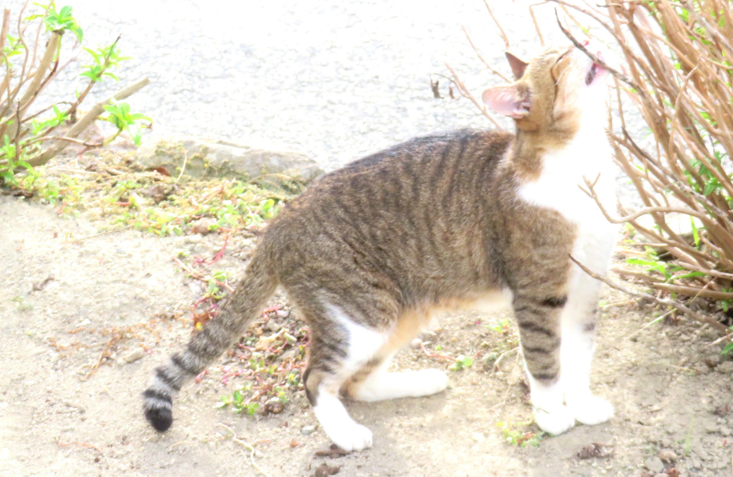 ねこ、風太　巡回