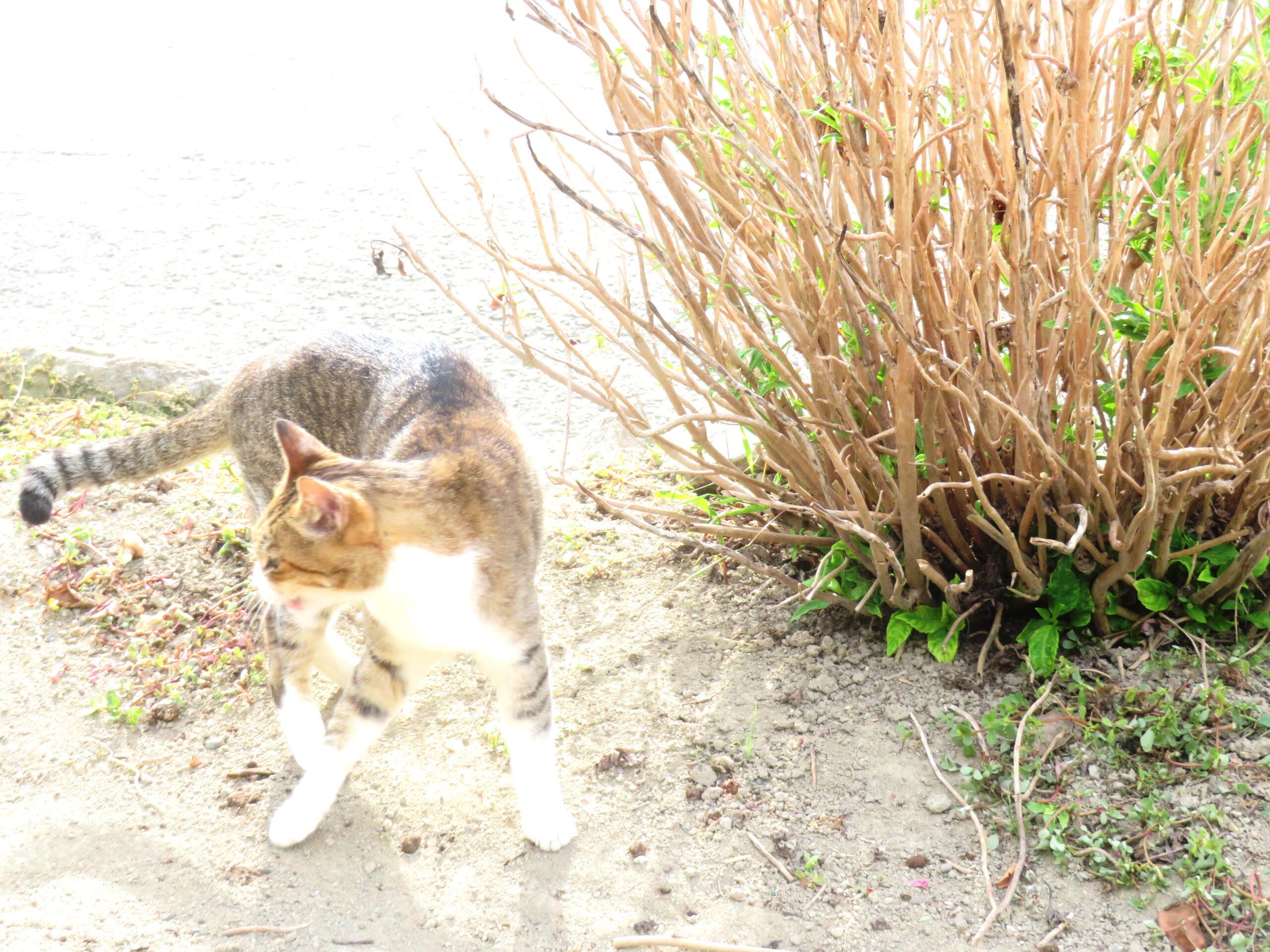 ねこ、風太　巡回