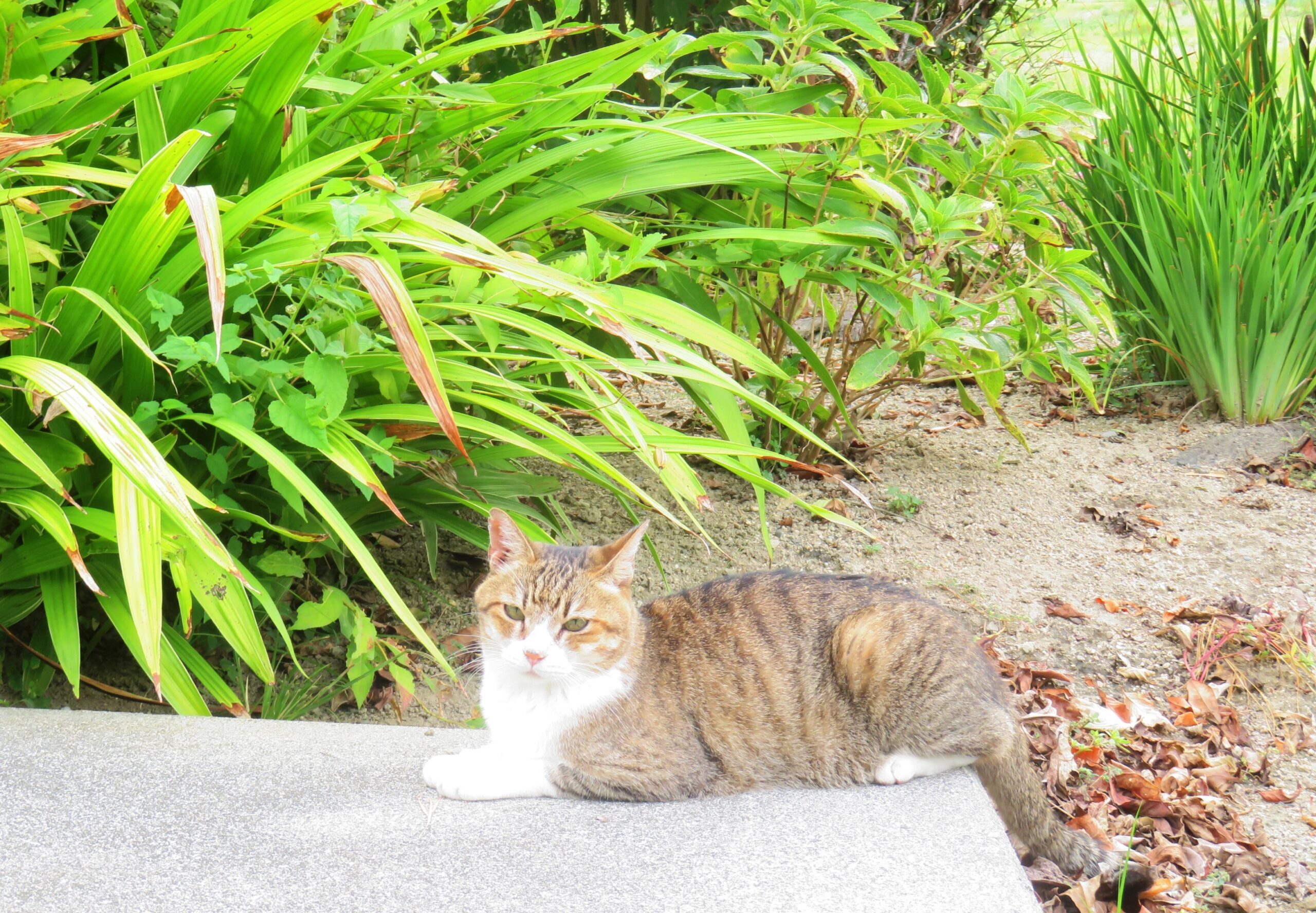 ねこ、風太　巡回