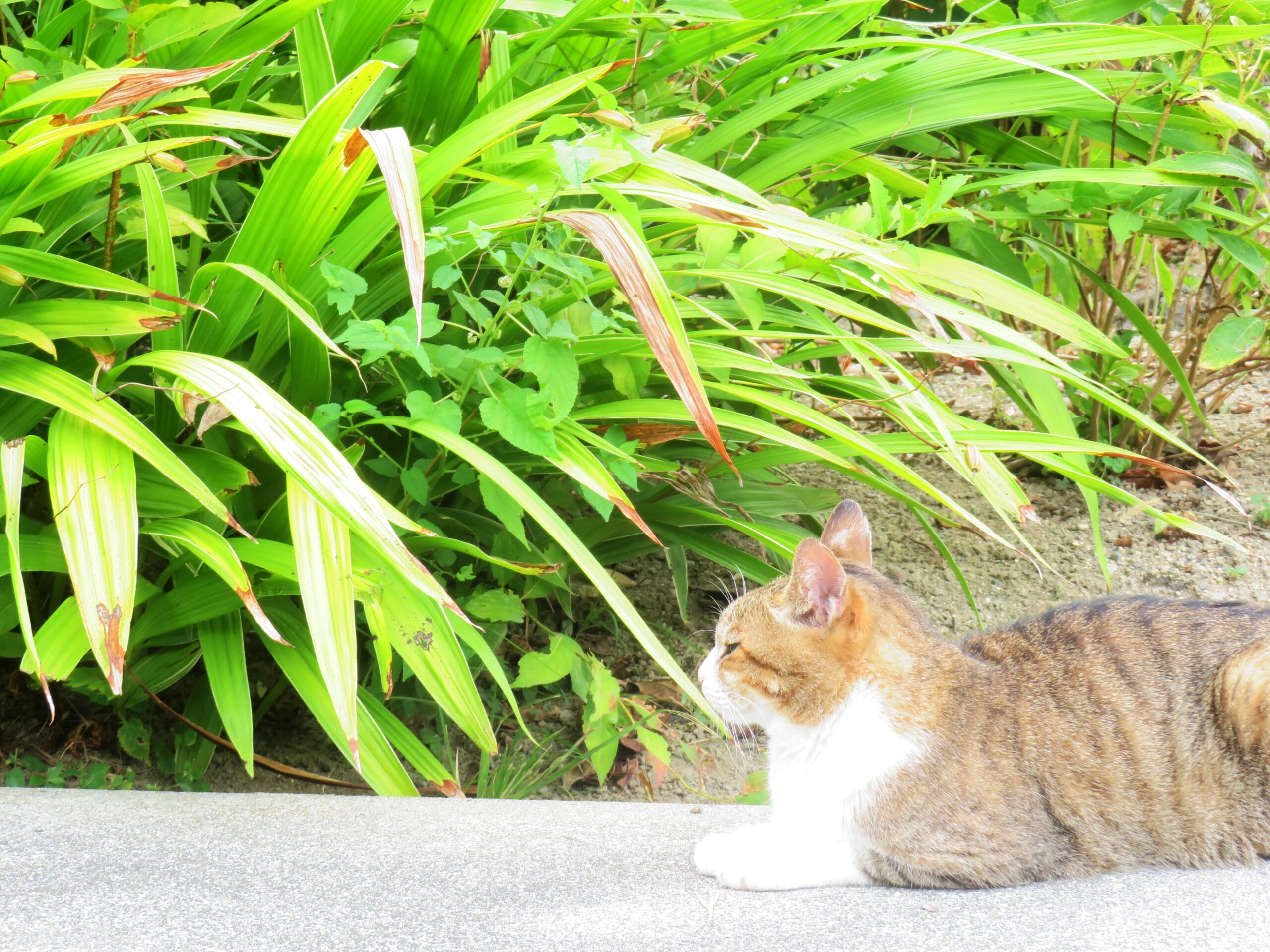 ねこ、風太　巡回