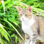 ねこ、風太　巡回