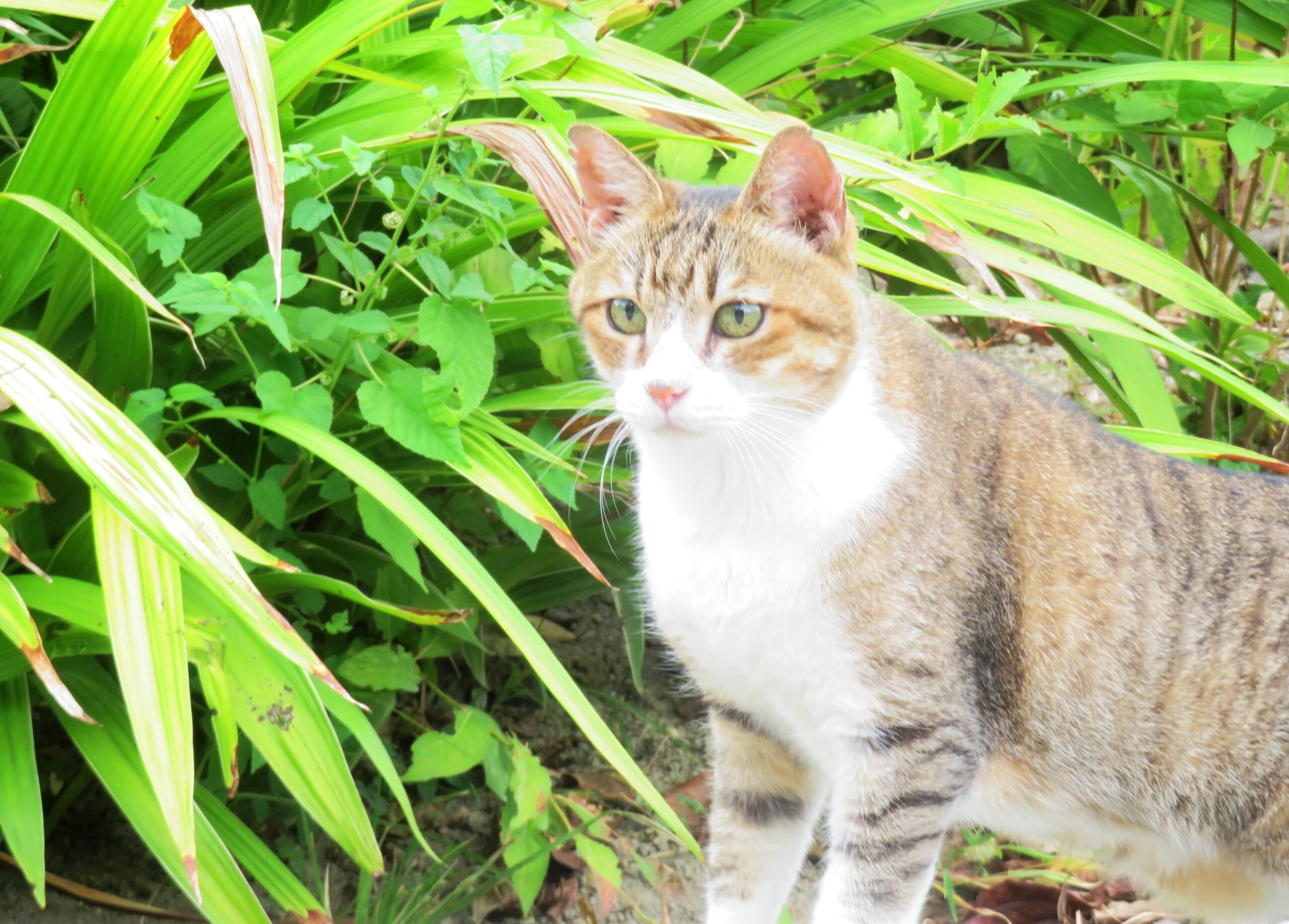 ねこ、風太　巡回