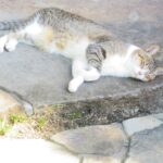 ねこ、風太　巡回