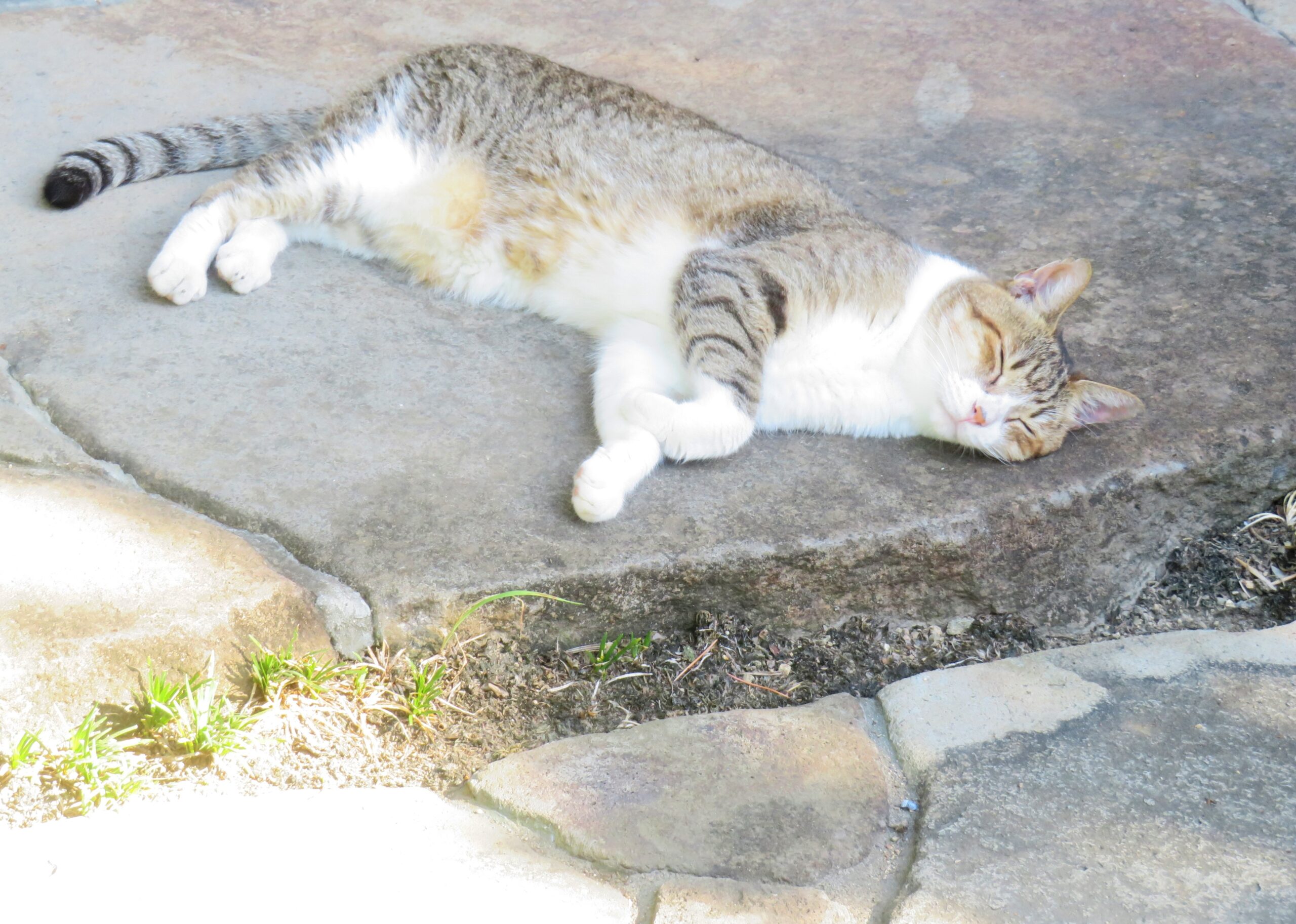 ねこ、風太　巡回