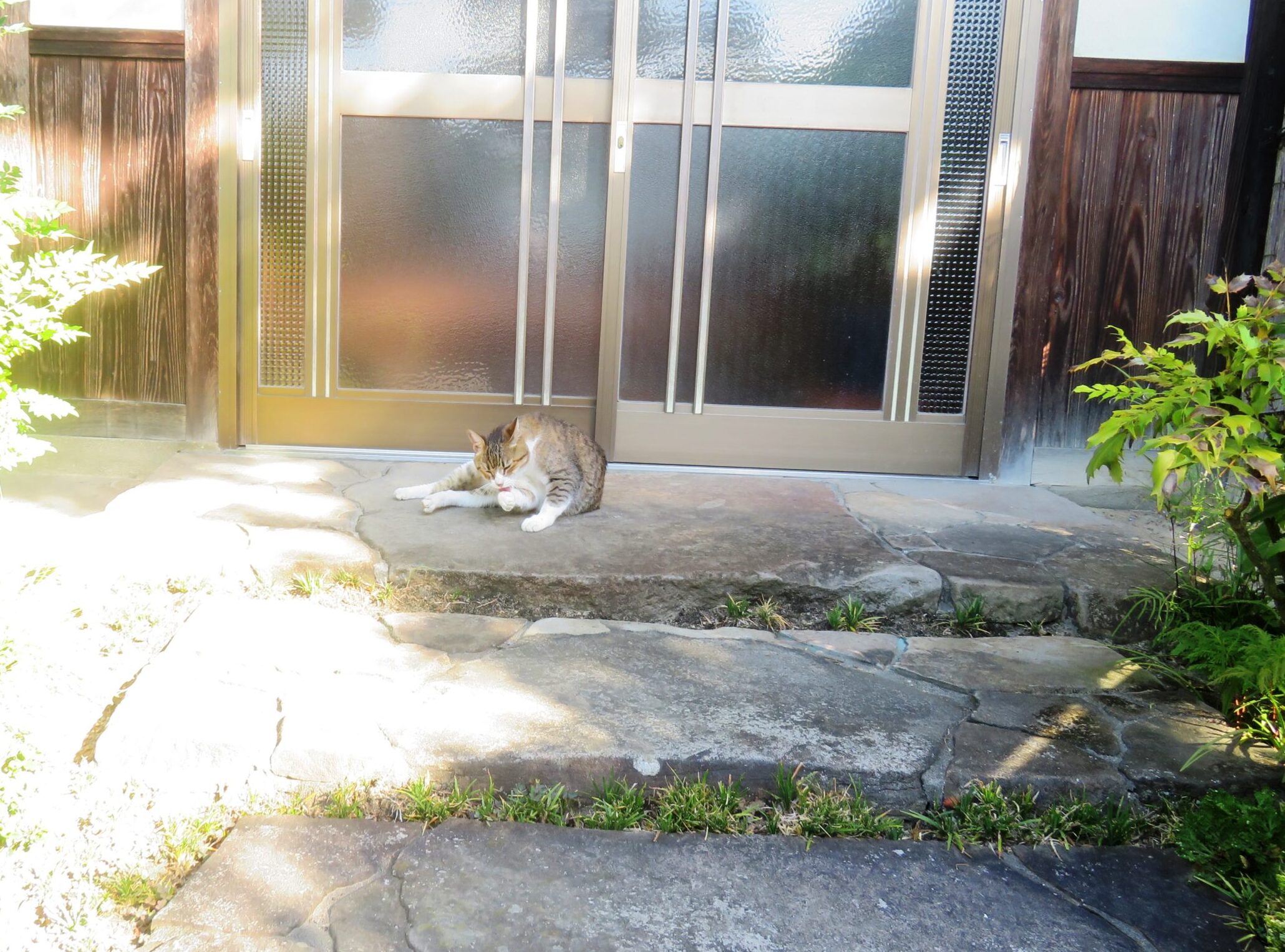 ねこ、風太　巡回