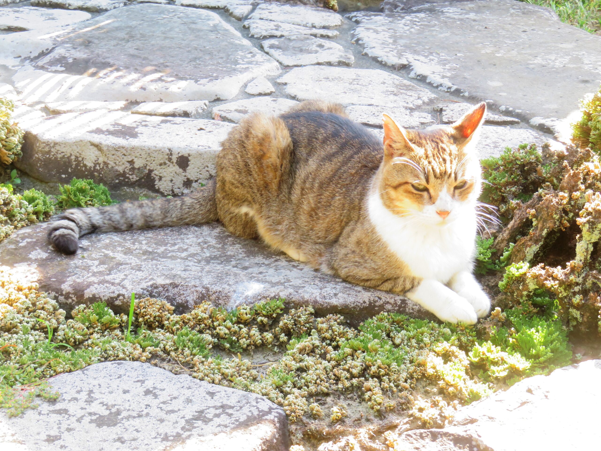 ねこ、風太　巡回