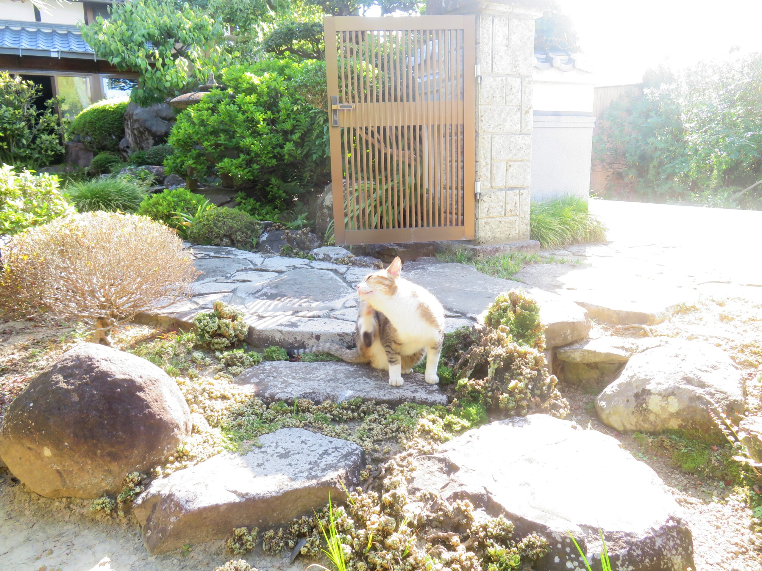 ねこ、風太　巡回